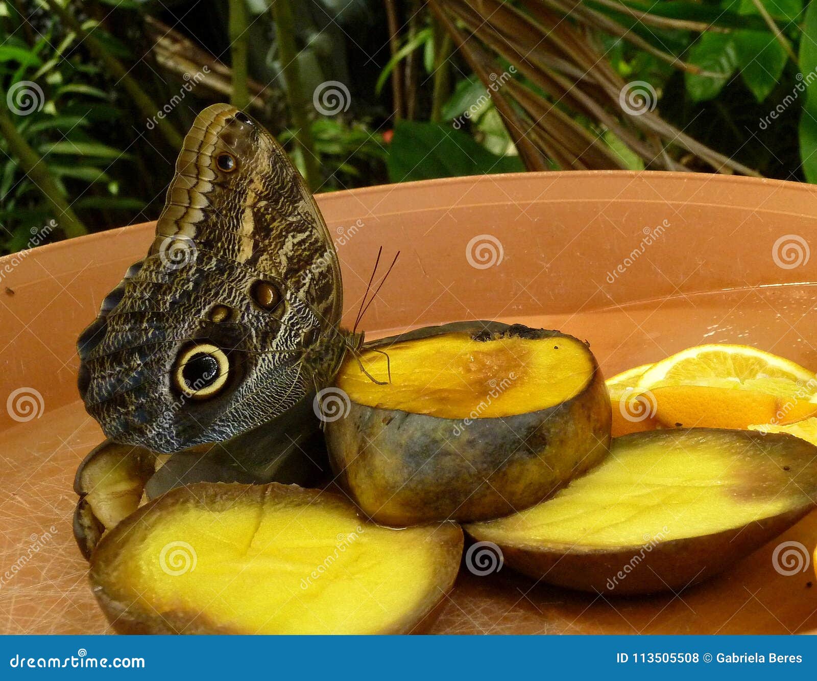 close-up of a beautiful tropical owl butterfly, caligo memnon feeding fruits.