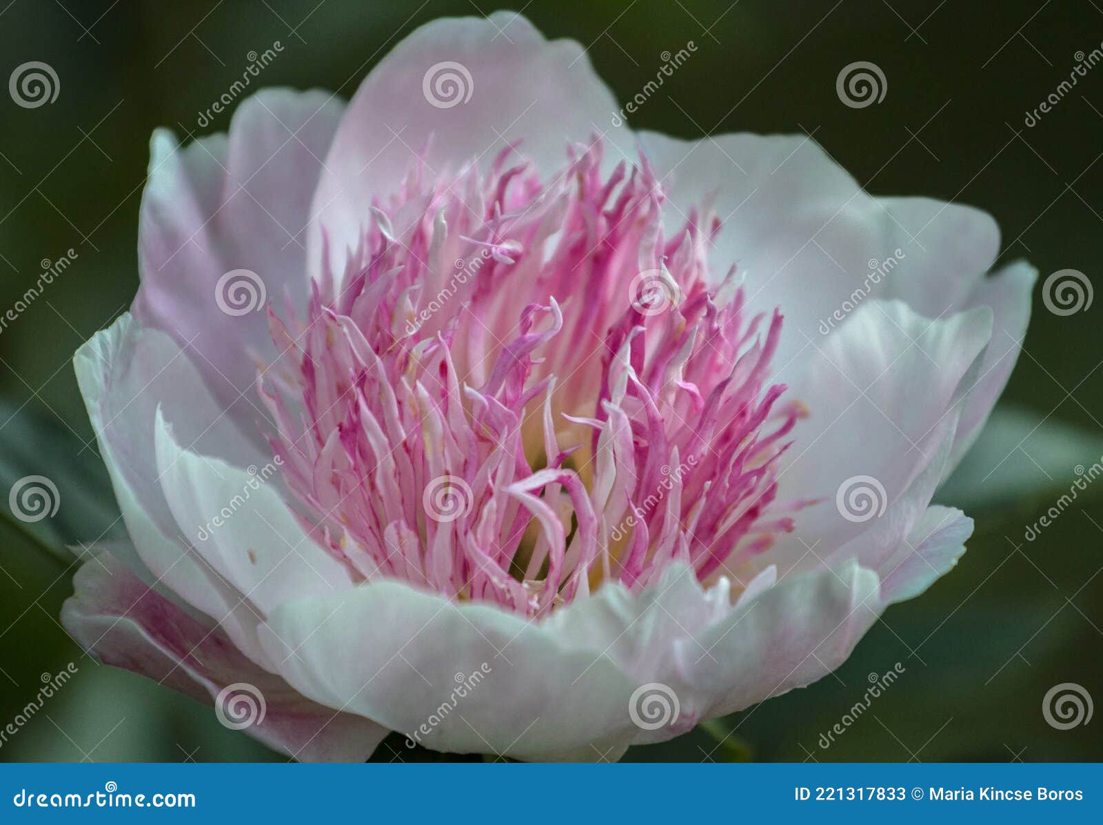 close-up of beautiful,white and pink paeonia lactiflora, peonia