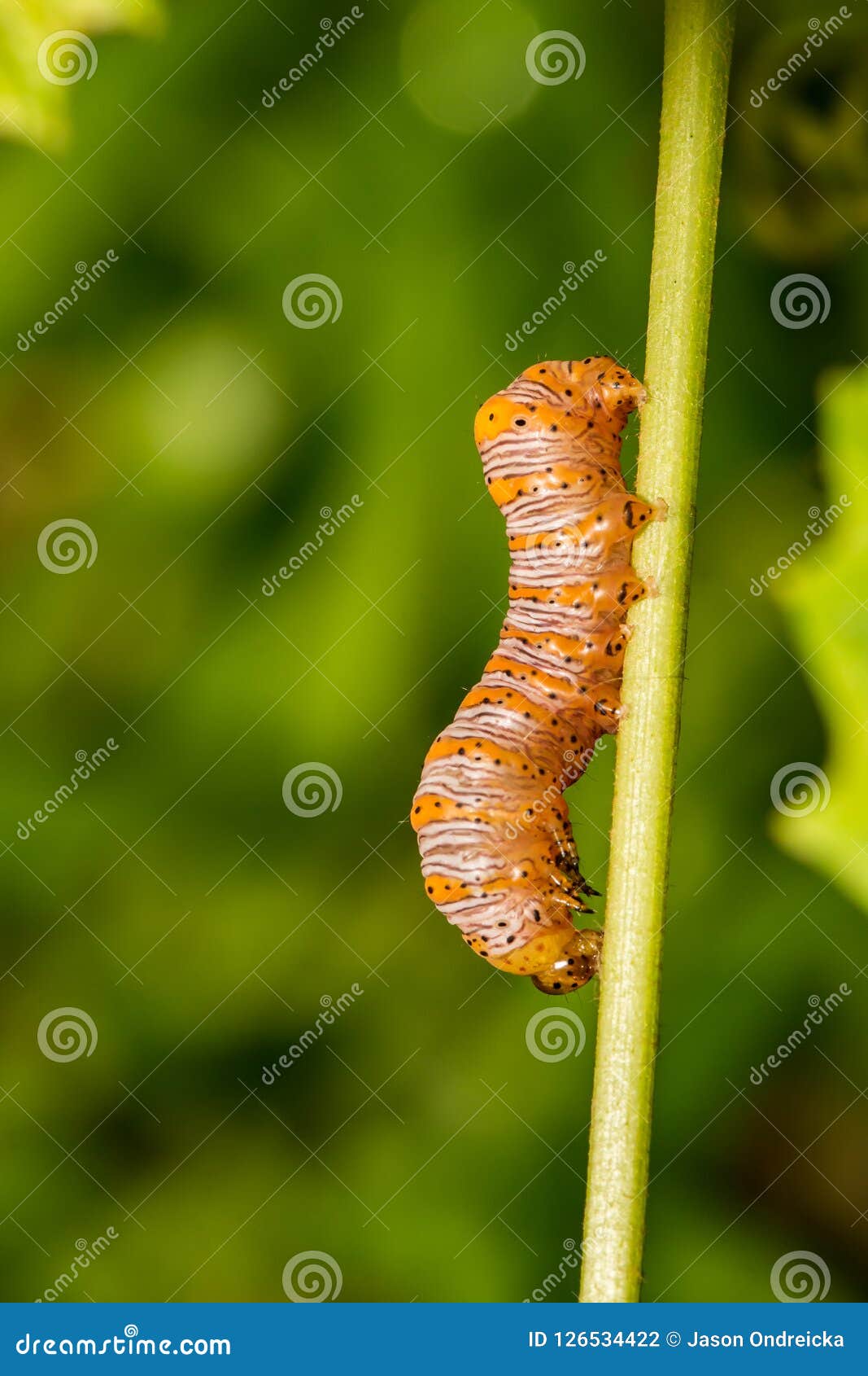 beautiful wood nymph caterpillar