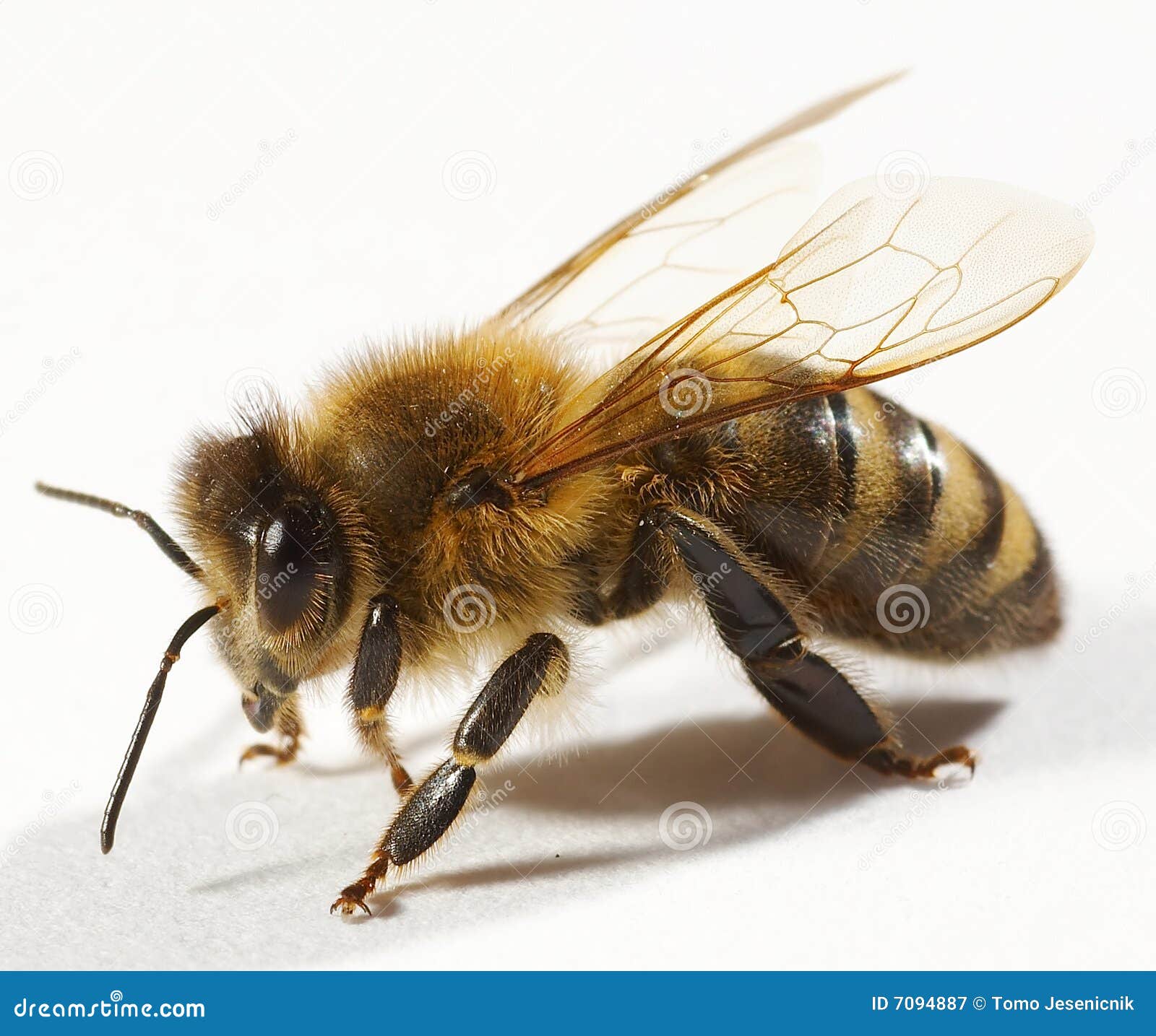 Close Up Of Bee Royalty Free Stock Photography - Image: 7094887