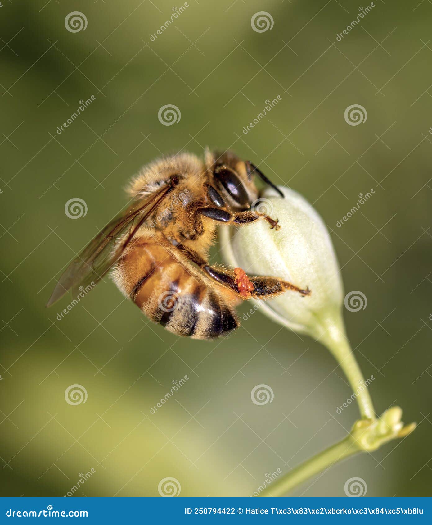 close-up bee collecting pollen from orange flowers. macro phtograph
