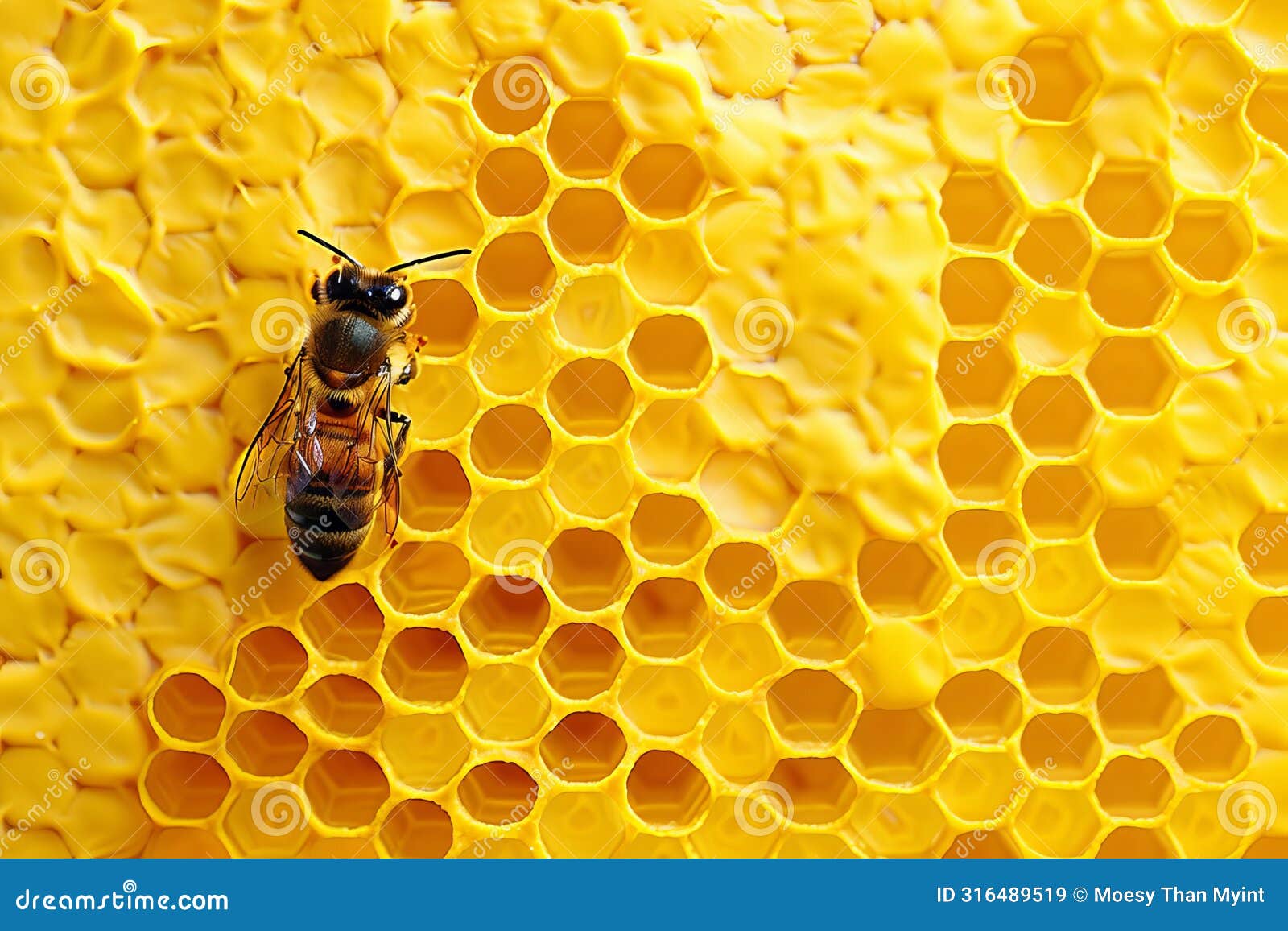 Close Up of Bee Working Inside a Bee Hive Blockchain Room Stock  Illustration - Illustration of ecosystem, honey: 316489519