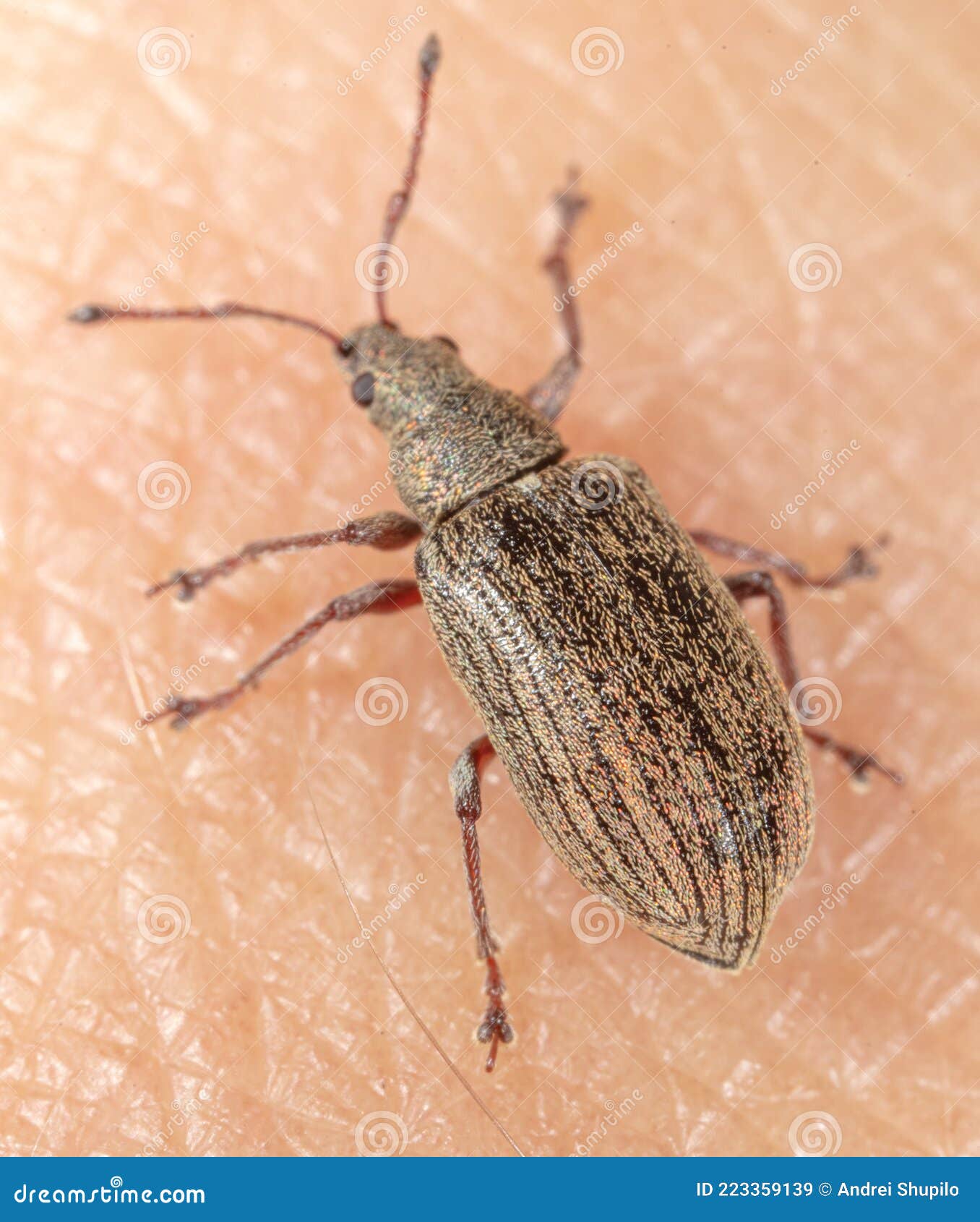 Closeup of a Beetle on Human Skin. Stock Image Image of medical
