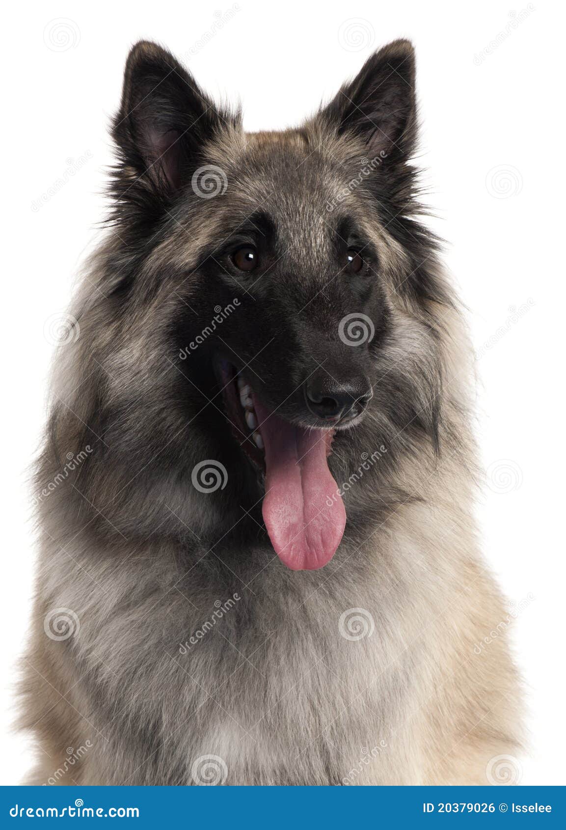 Close-up Of Belgian Shepherd, 1 Year Old Stock Photo - Image of breed ...