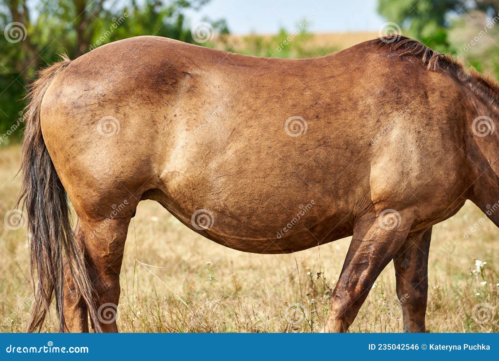 Pregnant Horse