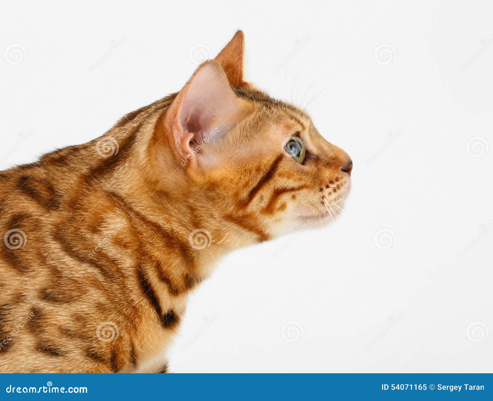 Close Up Bengal Cat At Profile View On White Stock Image Image Of Bengalensis Background
