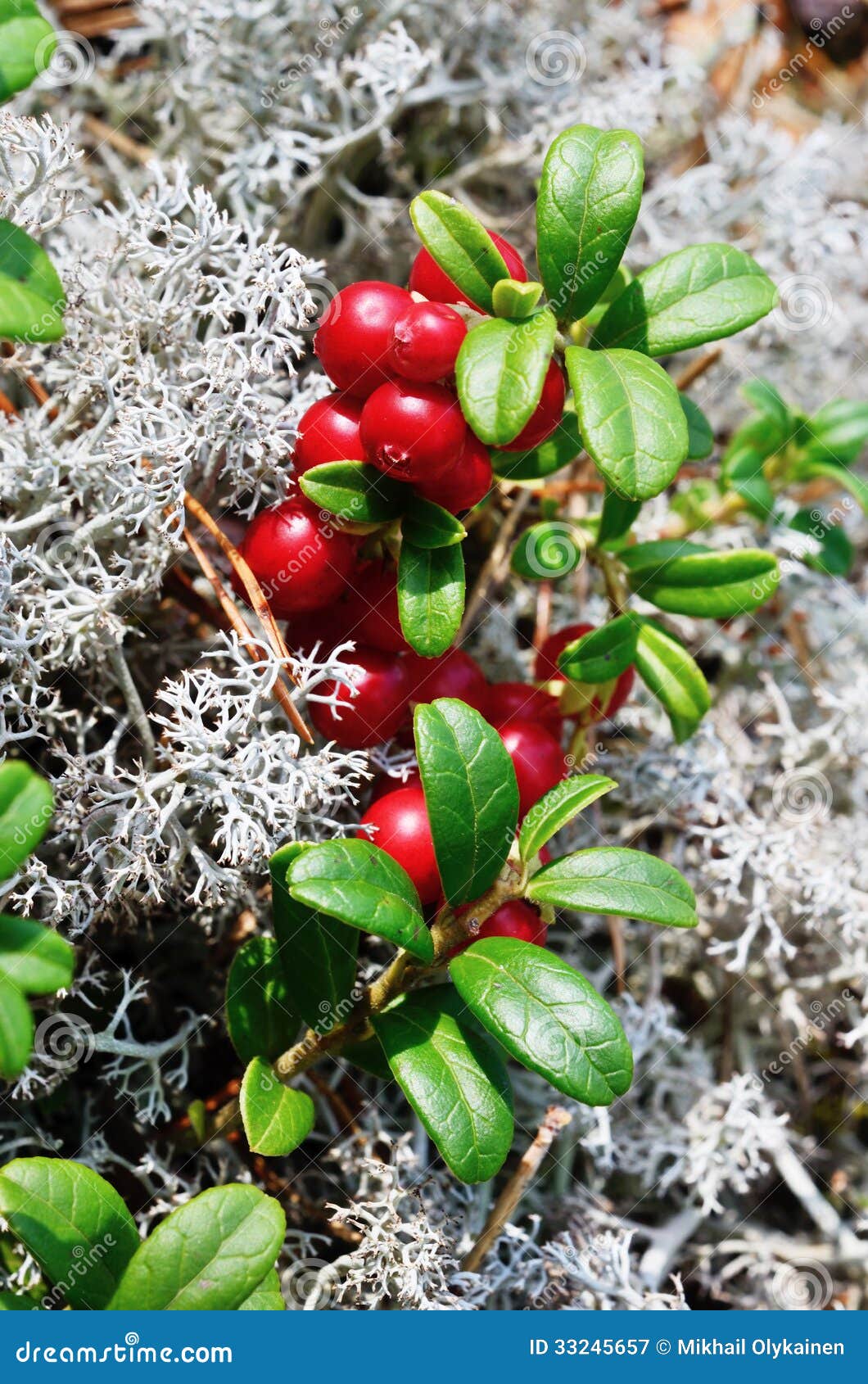 Closeup Berry Cranberries and Moss Stock Image Image of food