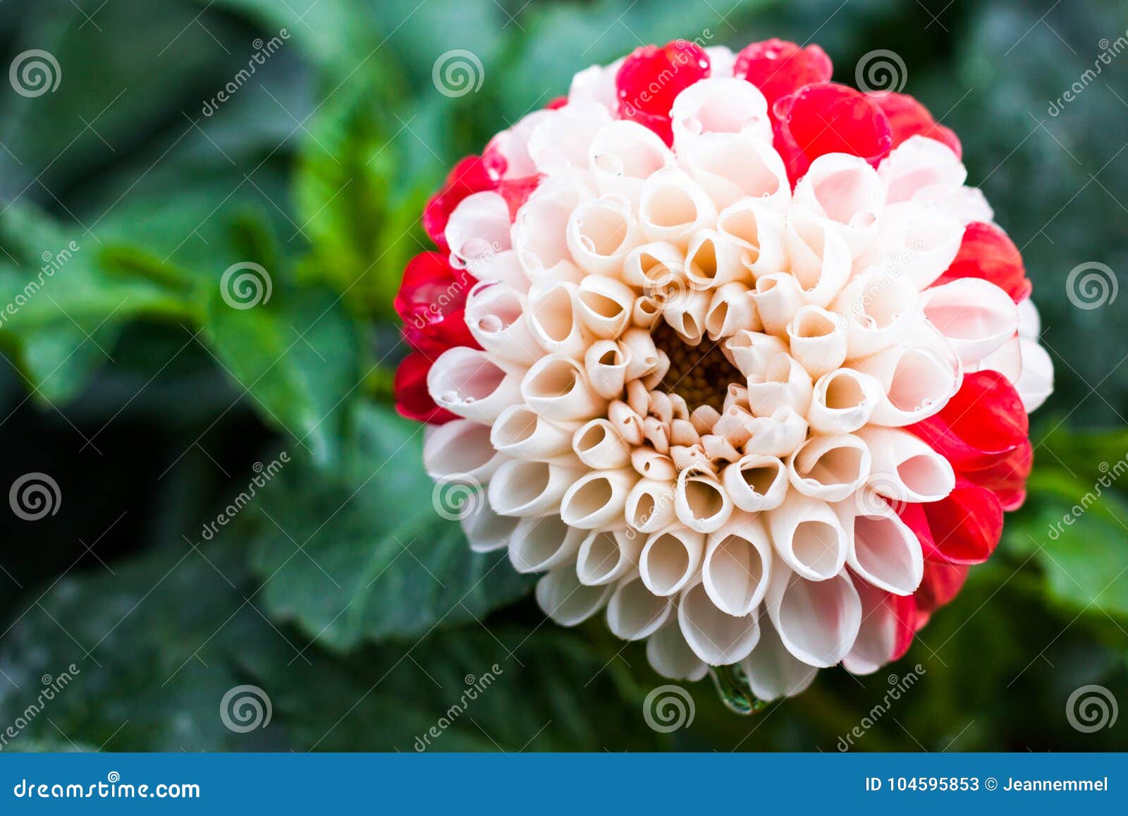 Close-up of Bicolor White and Red Dahlia Flower Stock Image - Image of ...