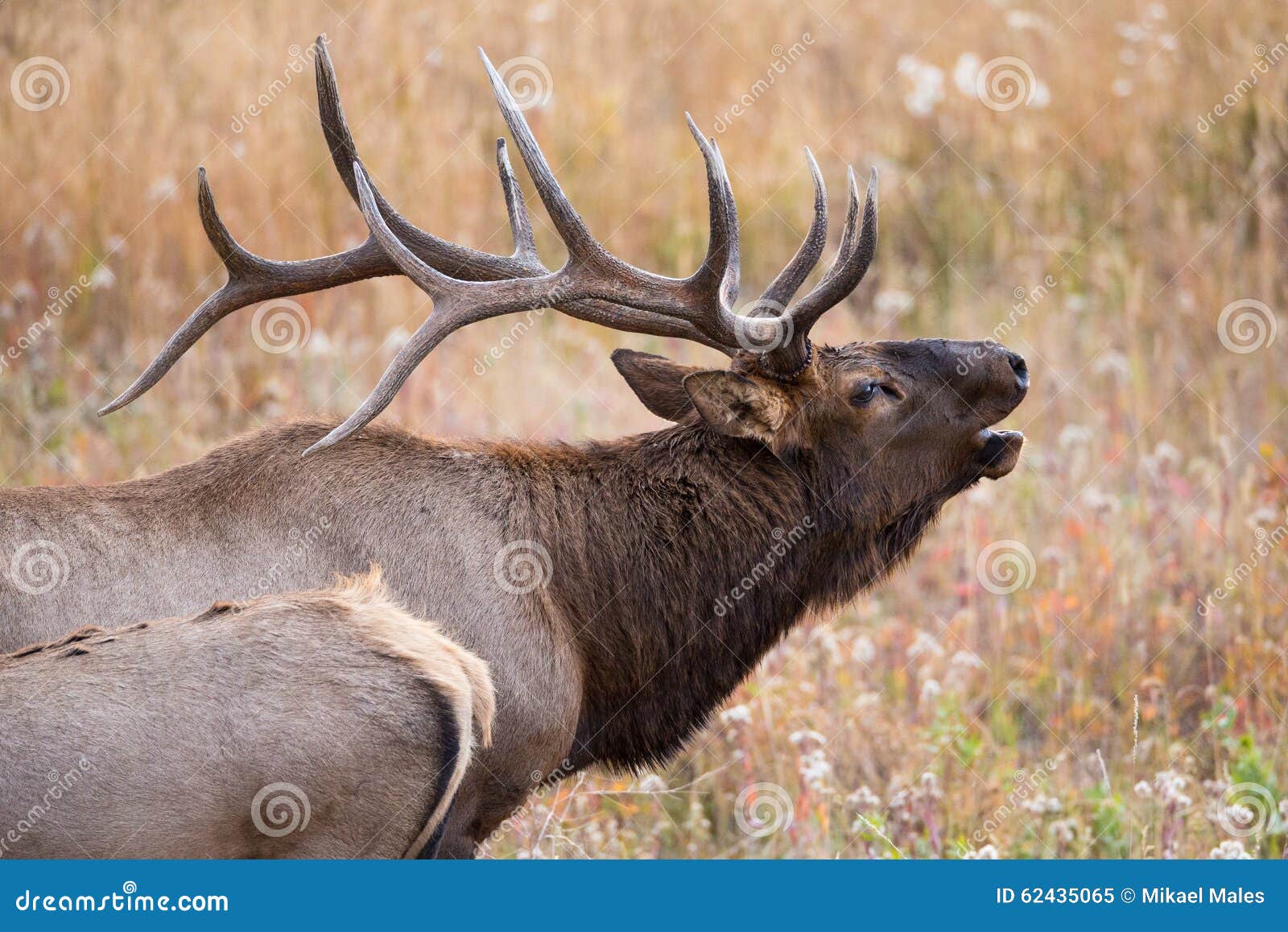 Close-up of big bull elk stock image. Image of mountain - 62435065