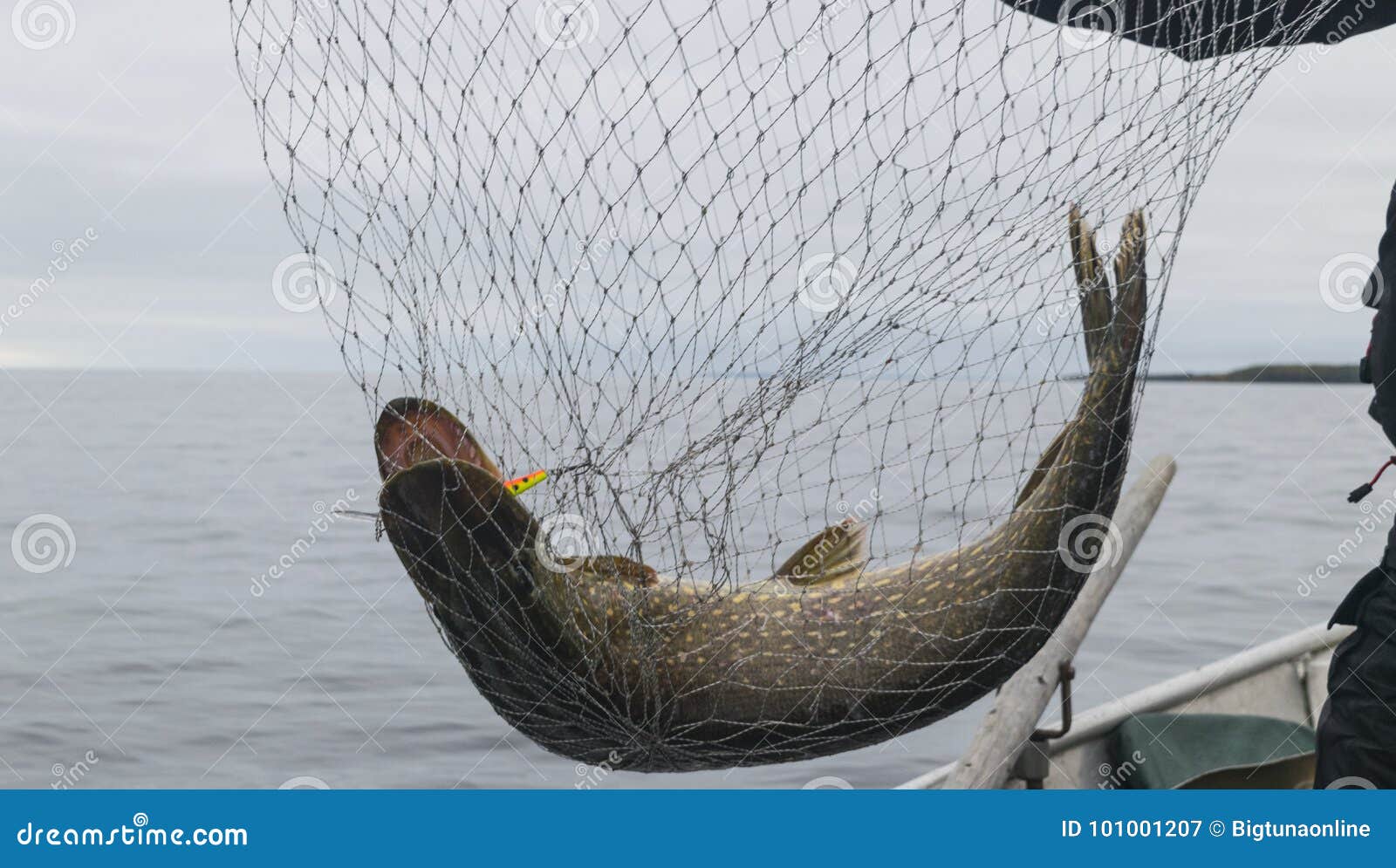 Close-up of Big Caught Fish, Hands of Fisherman Holding Landing