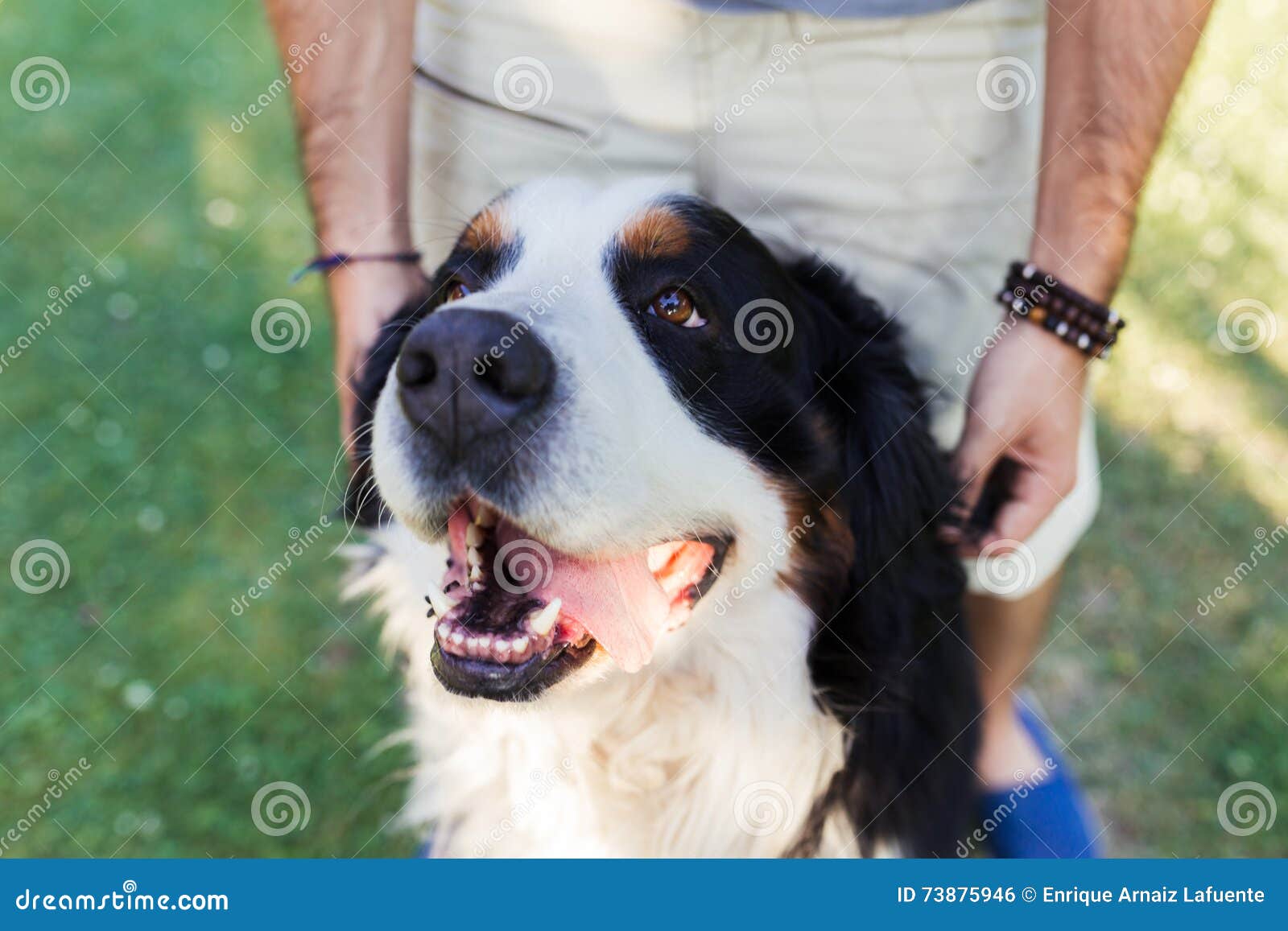 close up of a big dog with is tonge out and a man behind