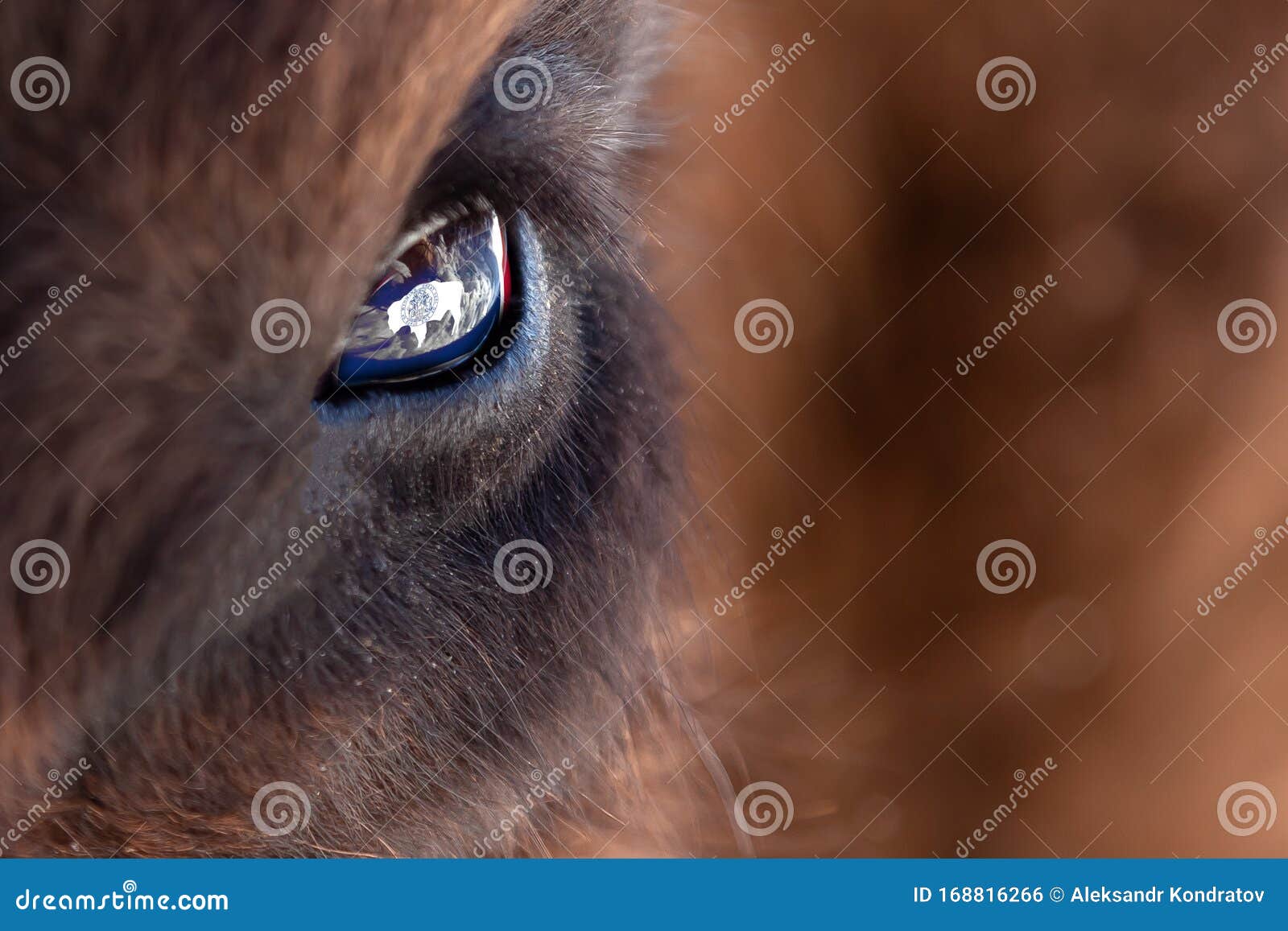 Close-up on the Big Eye of an Animal, Bull, Bison, Cow or Horse with Brown  Hair and the Reflection of the Wyoming State Flag in Stock Photo - Image of  face, calf: