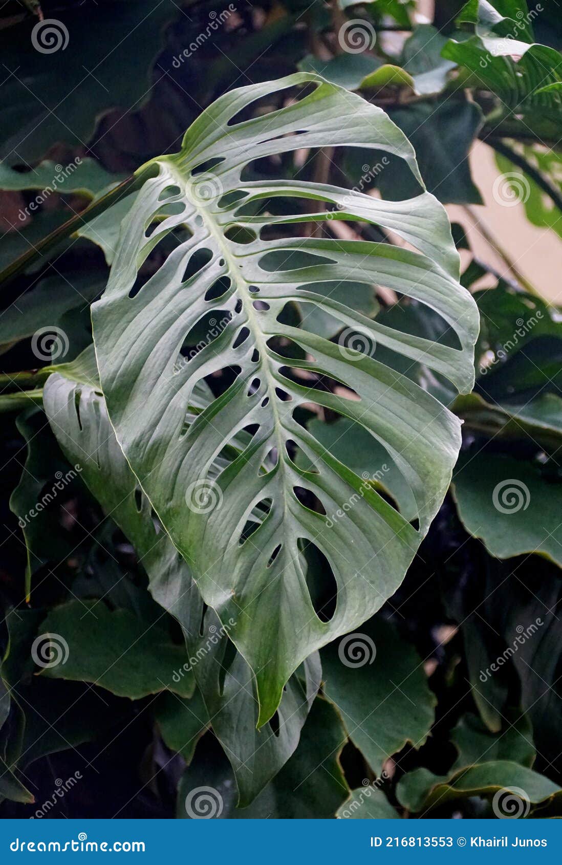 close up of a big green leaf of monstera esqueleto