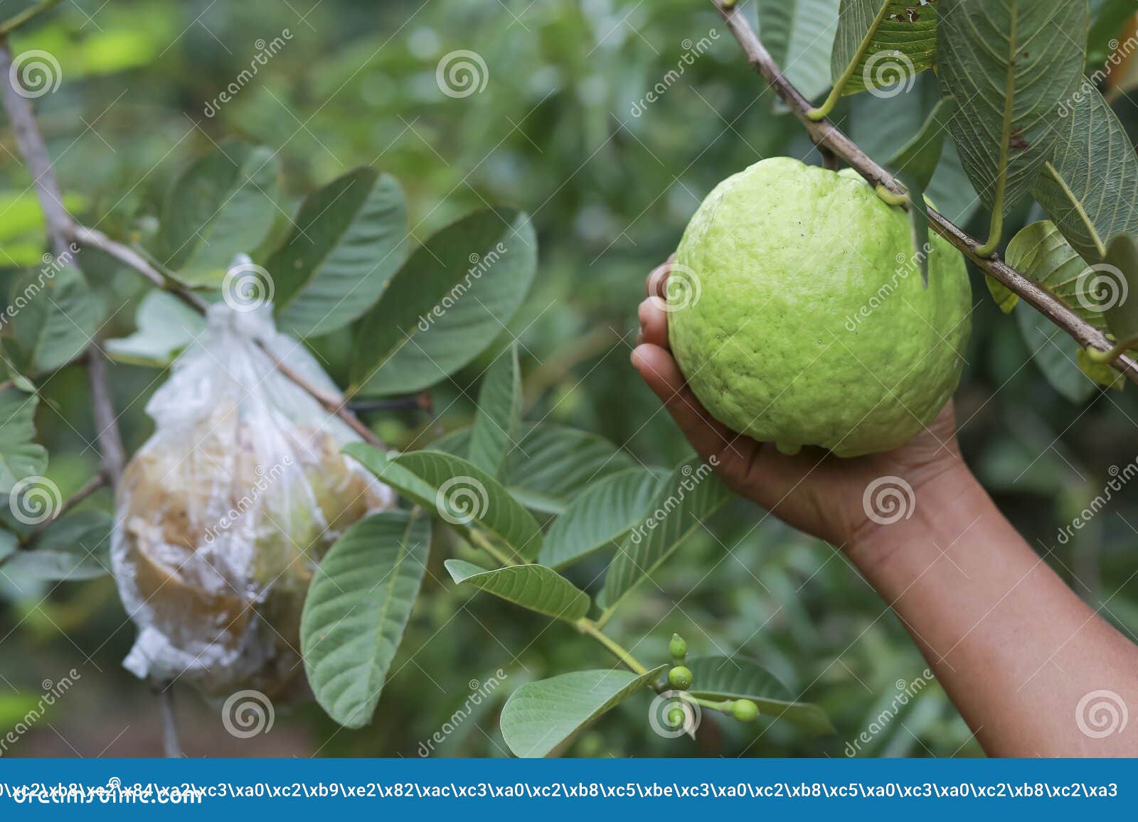 Fruit Money