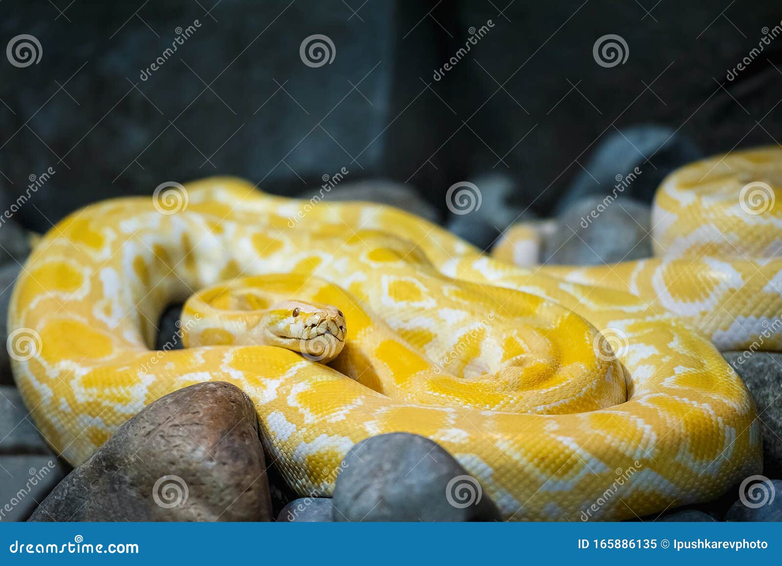 close up of big python regius or royal python is a large non poisonous snake. large and massive ball python, species native to