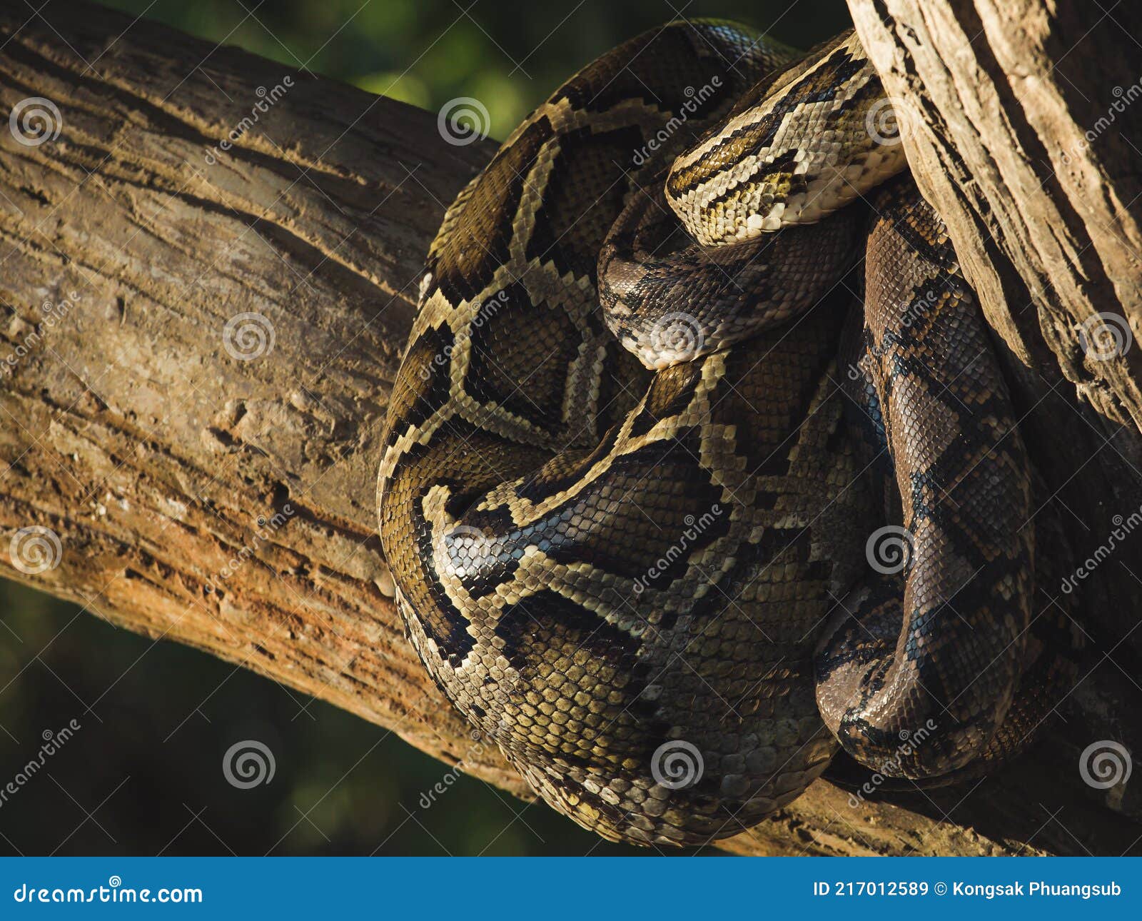 close-up big reticulated python or malayopython reticulatus curl oneself up