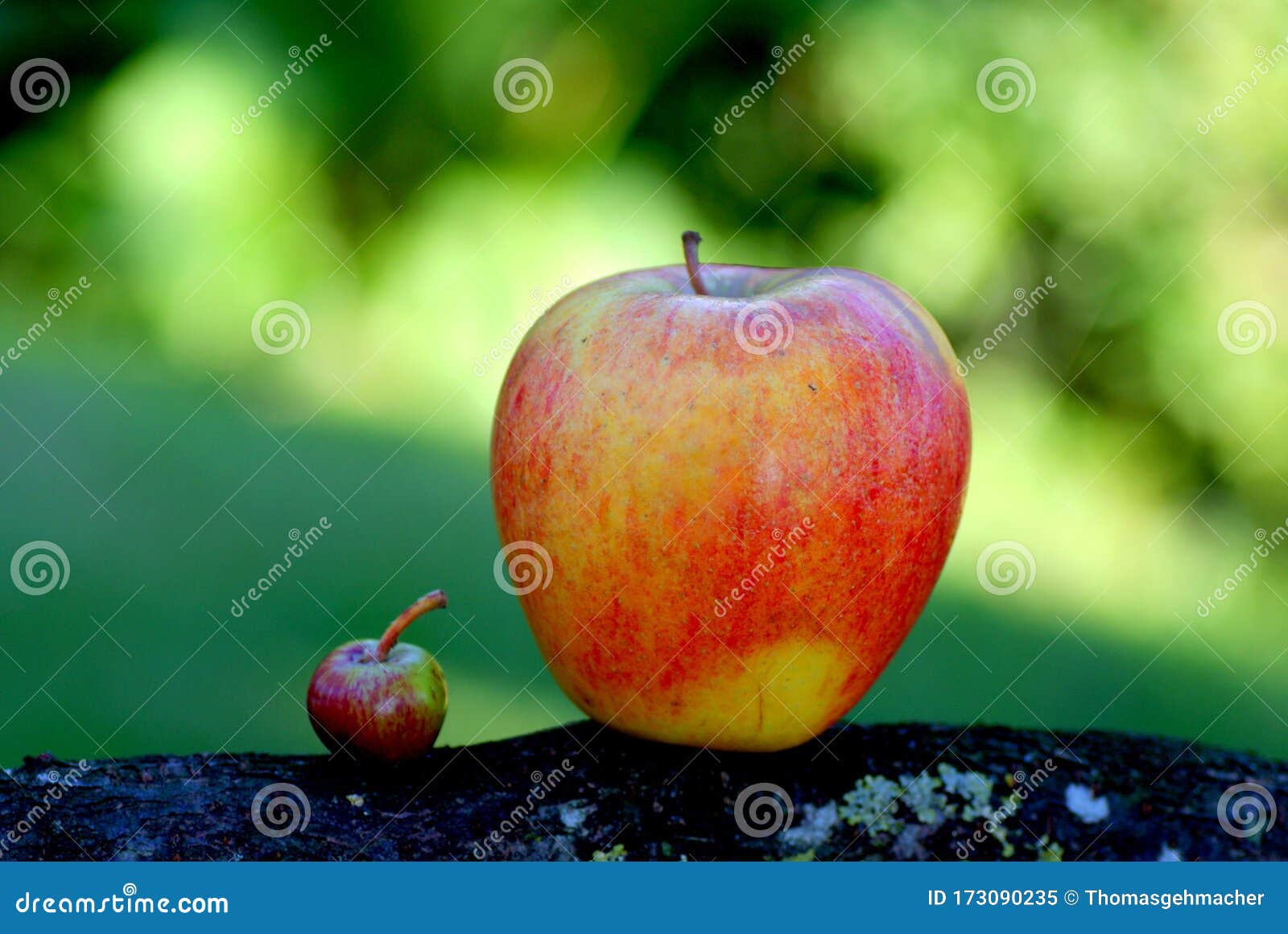 660 Big Small Apples Stock Photos - Free & Royalty-Free Stock Photos from  Dreamstime