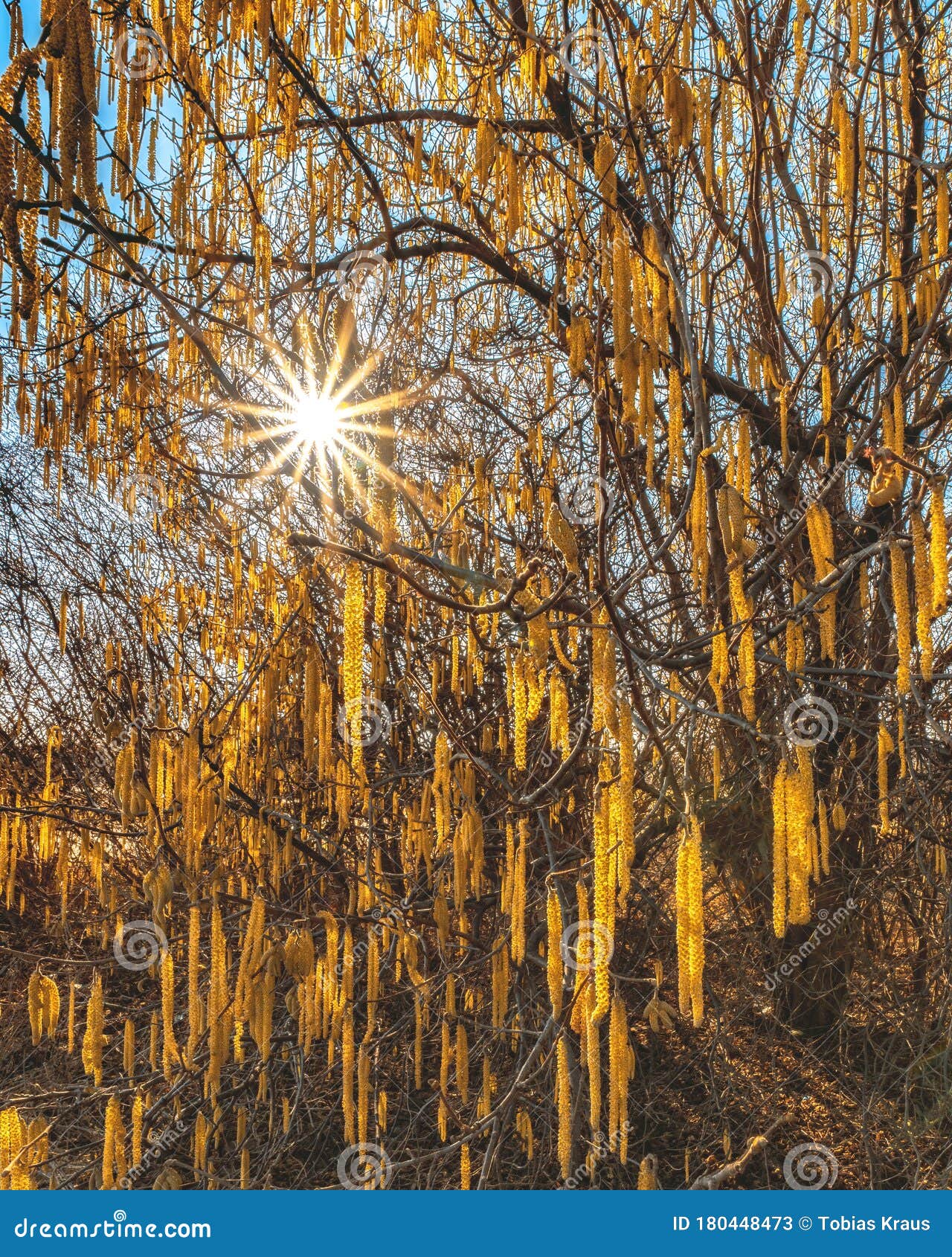 Closeup of a Birch Tree and Sun Rays Stock Image Image of leaf, life