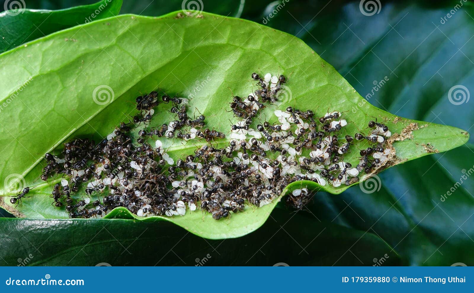 Close Up of Black Ants with Eggs Stock Photo Image of pest, larva