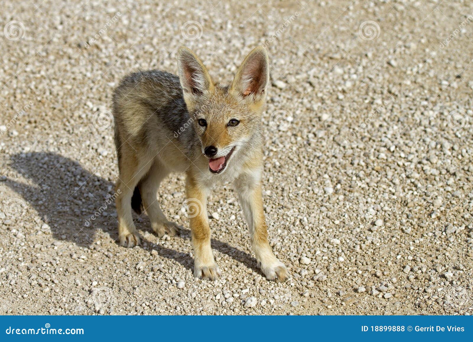Closeup Of Blackbacked Jackal Baby Stock Photo Image of south, baby