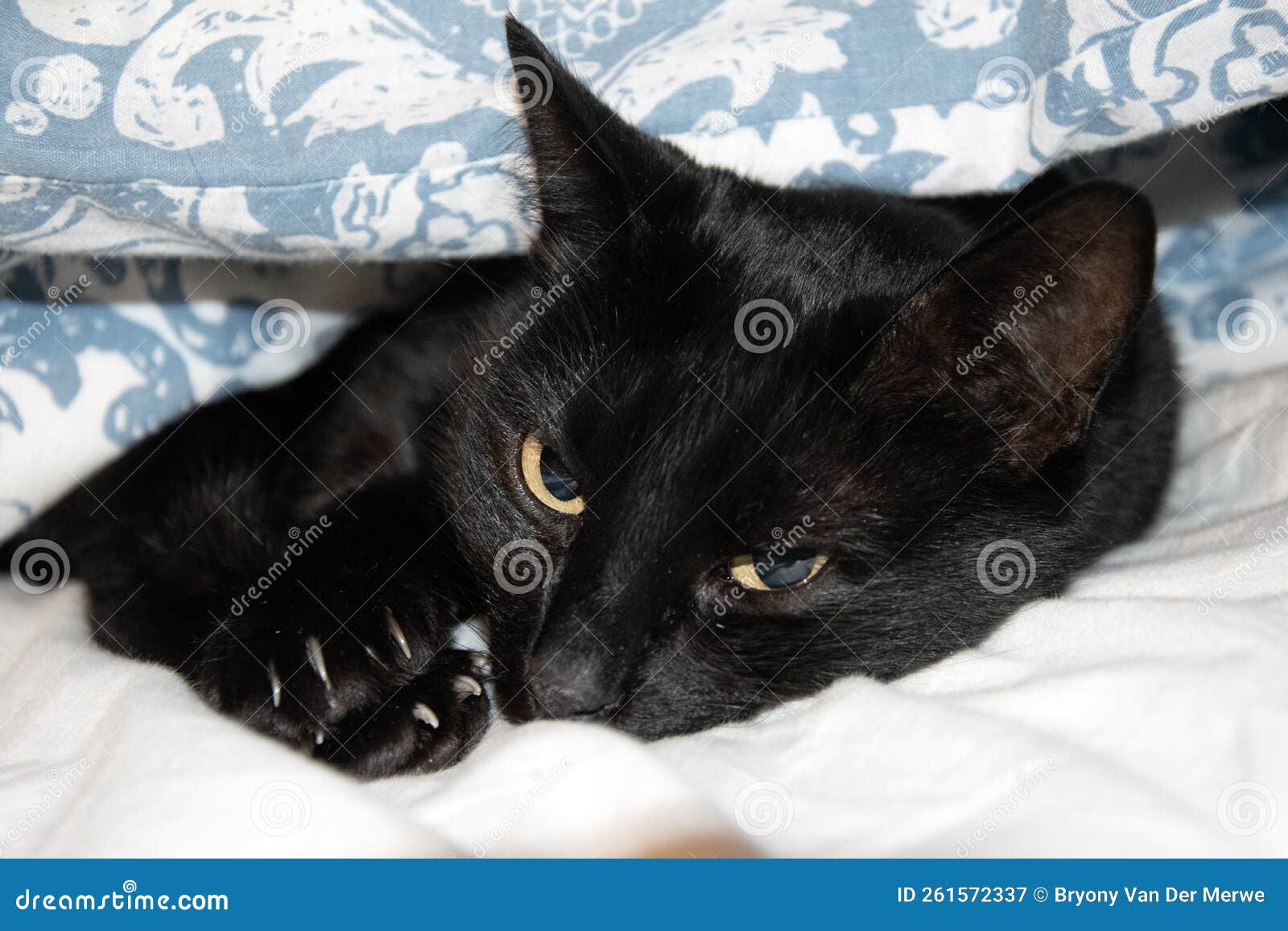 Close up of black cat stock image. Image of attitude 261572337