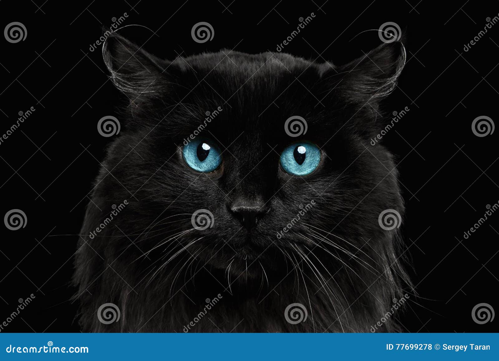 Closeup Black Cat with Blue Eyes Stock Photo Image of lovely, shot
