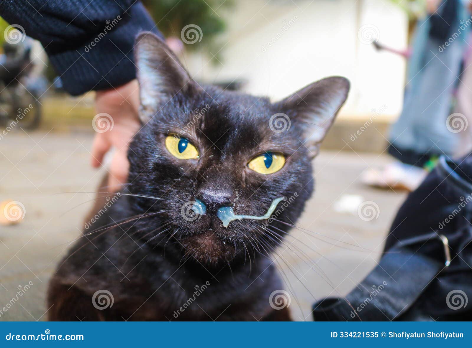 close up of a black cat with a flu and a yellow runny nose. yellow snot in cats infected with the flu virus feline calicivirus or