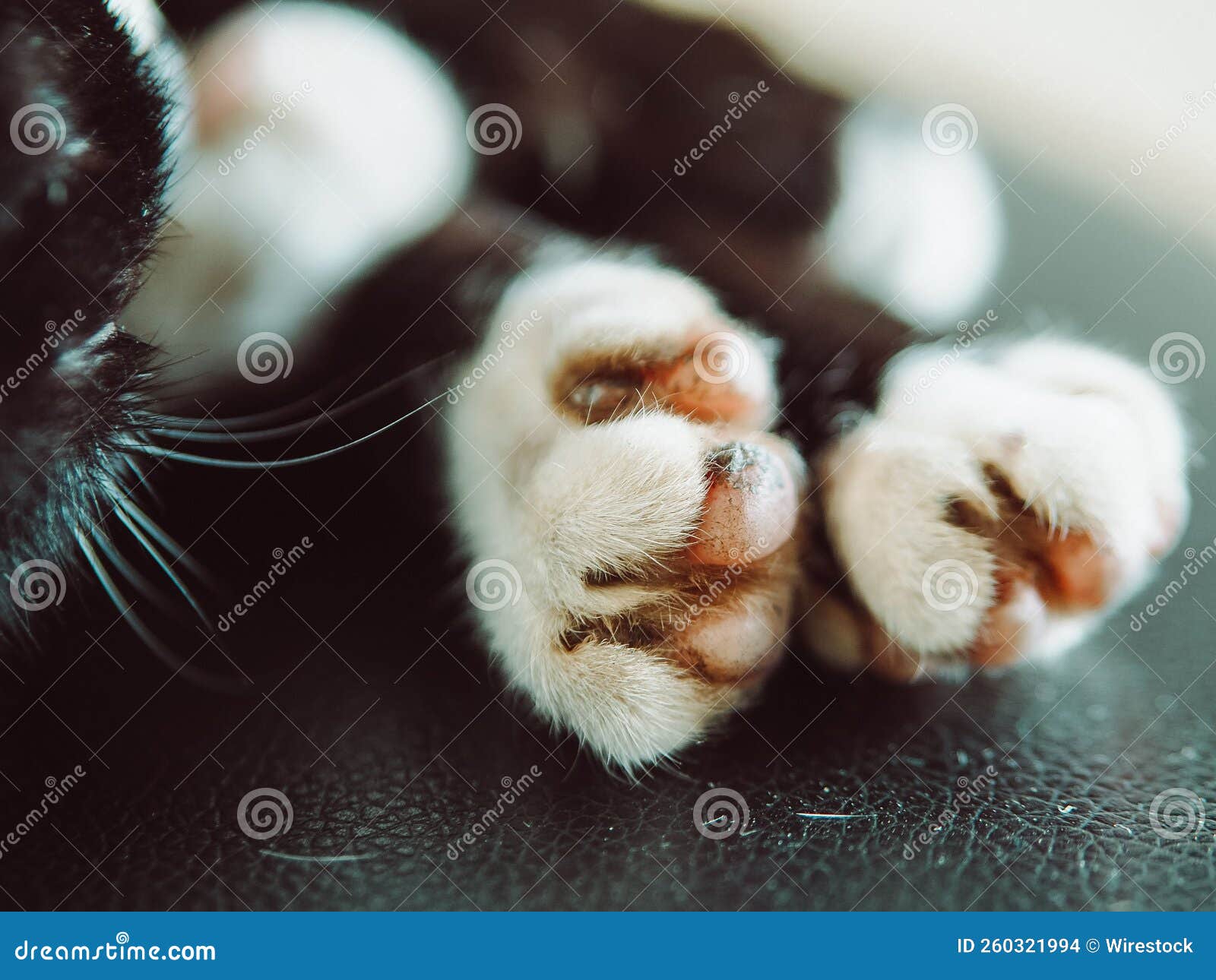 Close Up of a Black Cat S White Paws on a Leather Seat Stock Photo