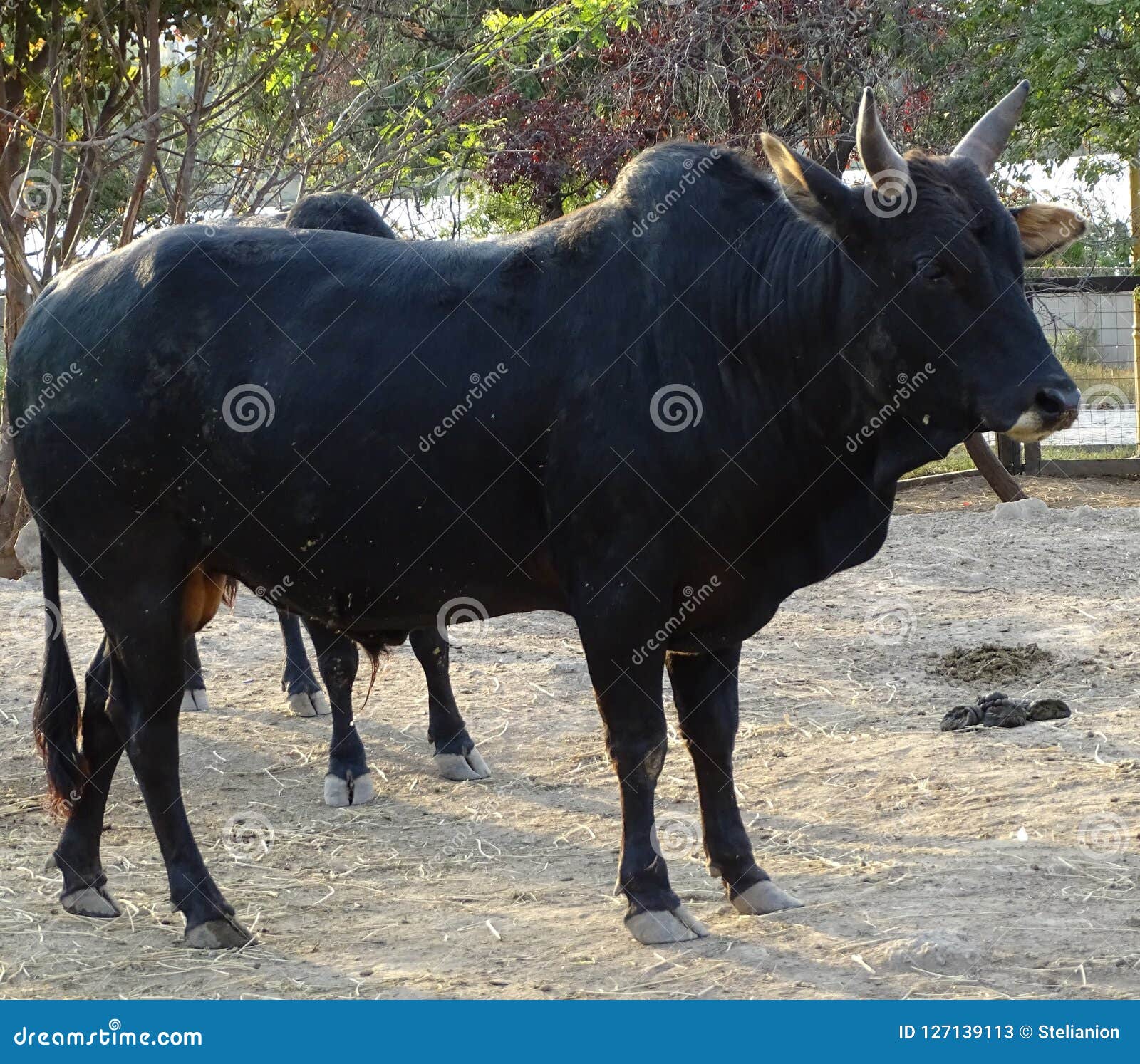 Close Up with Black Cow - Indian Cow Stock Image - Image of farming, bull:  127139113