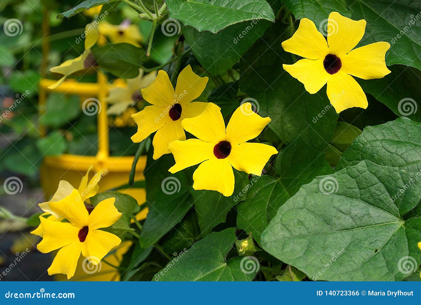 flowering black eyed susan vine