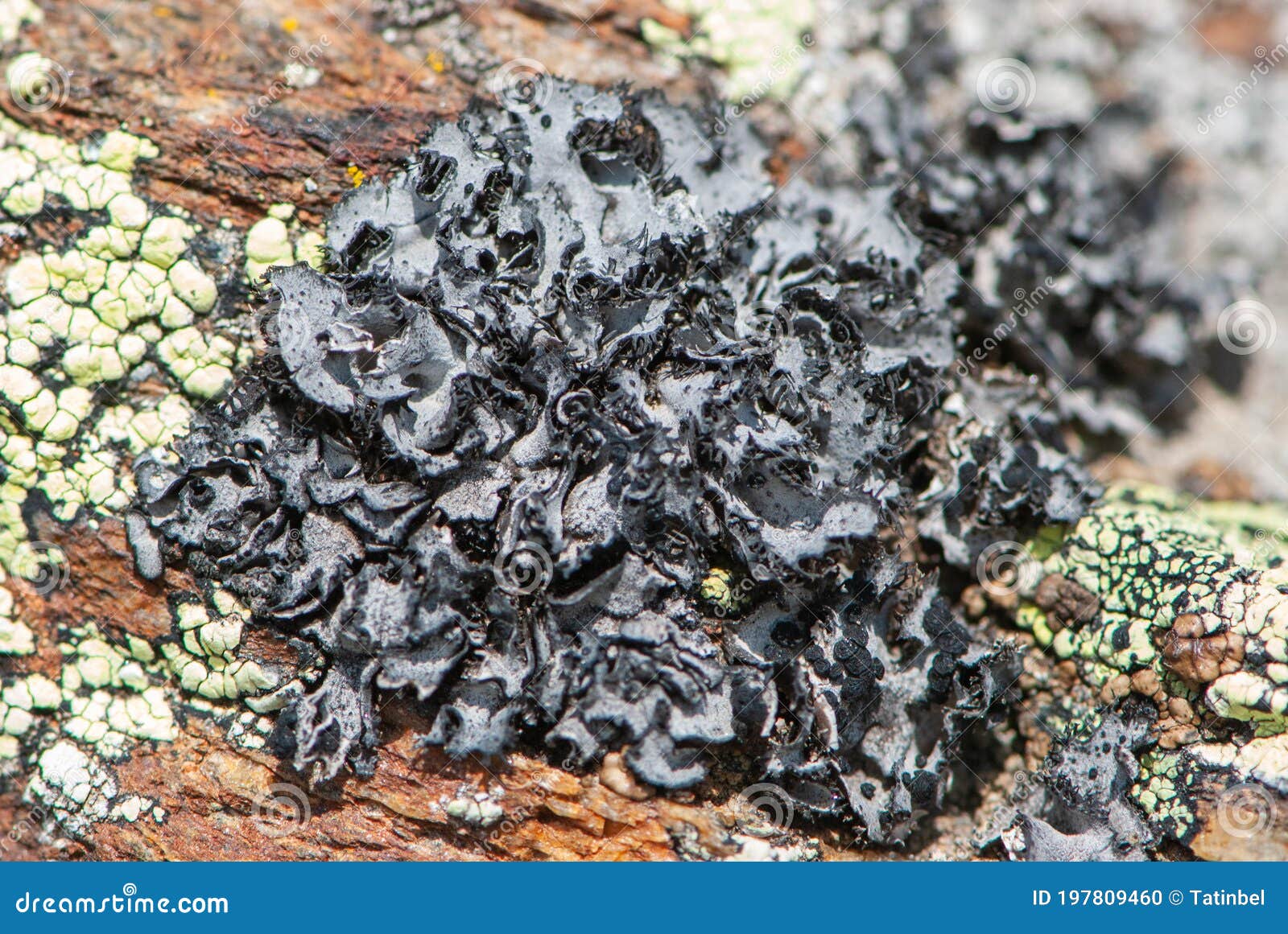 Close Up Black Foliose Lichen And Yellow Map Lichen On Rock In Mountains Stock Photo Image Of Background Geographicum