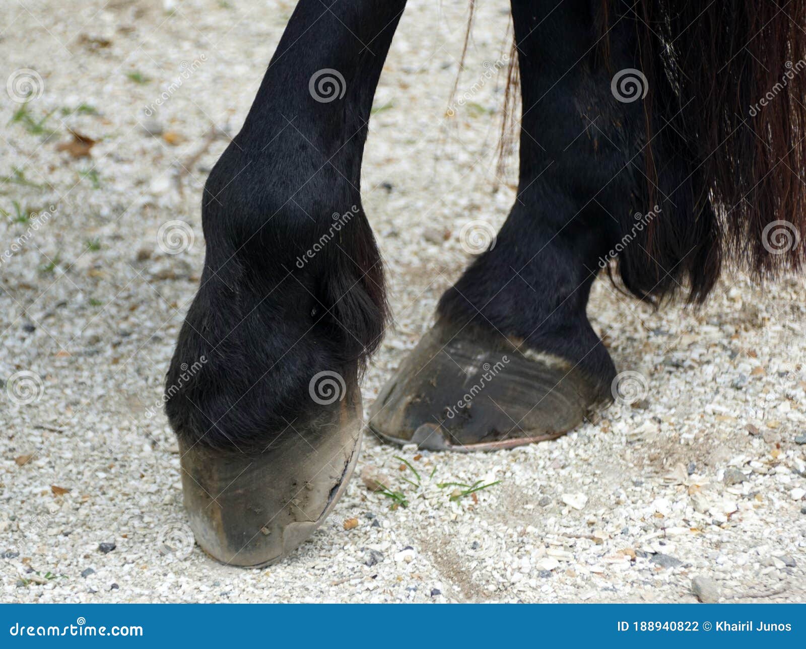 Close Up of the Black Hooves with the Metal Horseshoe Stock Photo ...