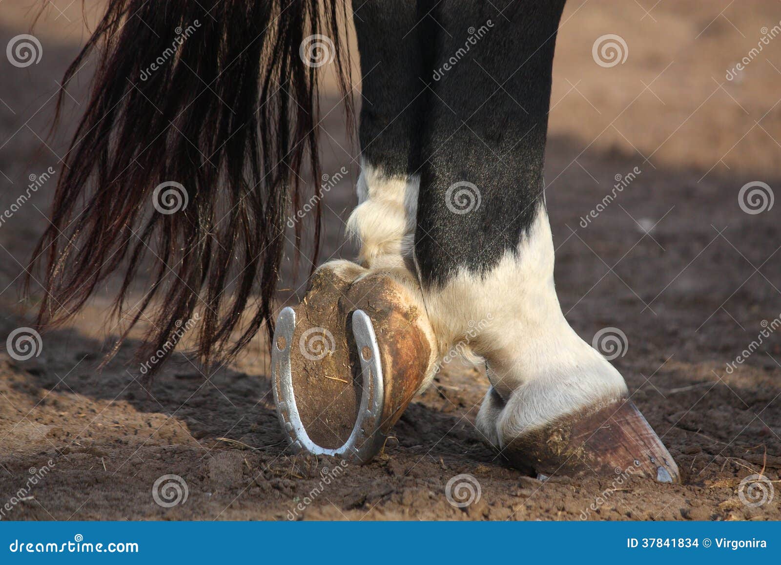 Close Up of Black Horse Hoofs Stock Photo Image of pasture, close