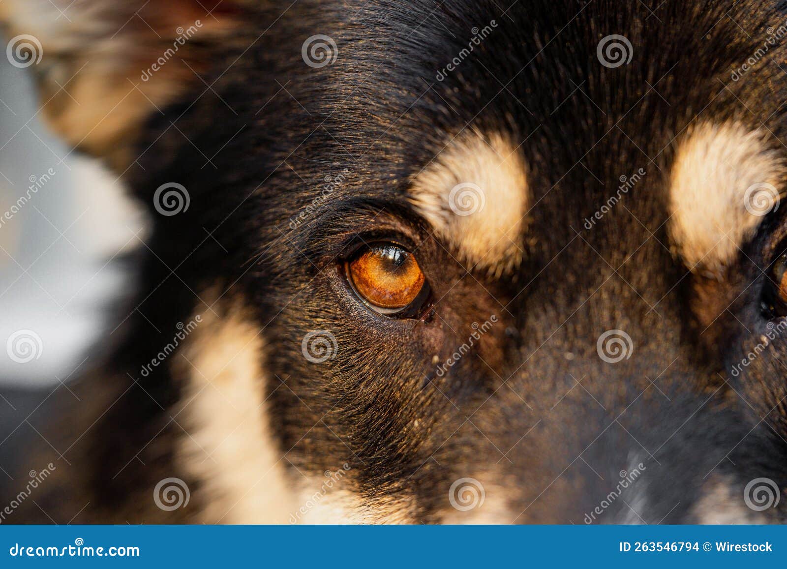 Close Up Of A Black Husky Dog Eye Stock Photo Image Of Companion close-up-of-a-black-husky-dog-eye-stock-photo-image-of-companion
