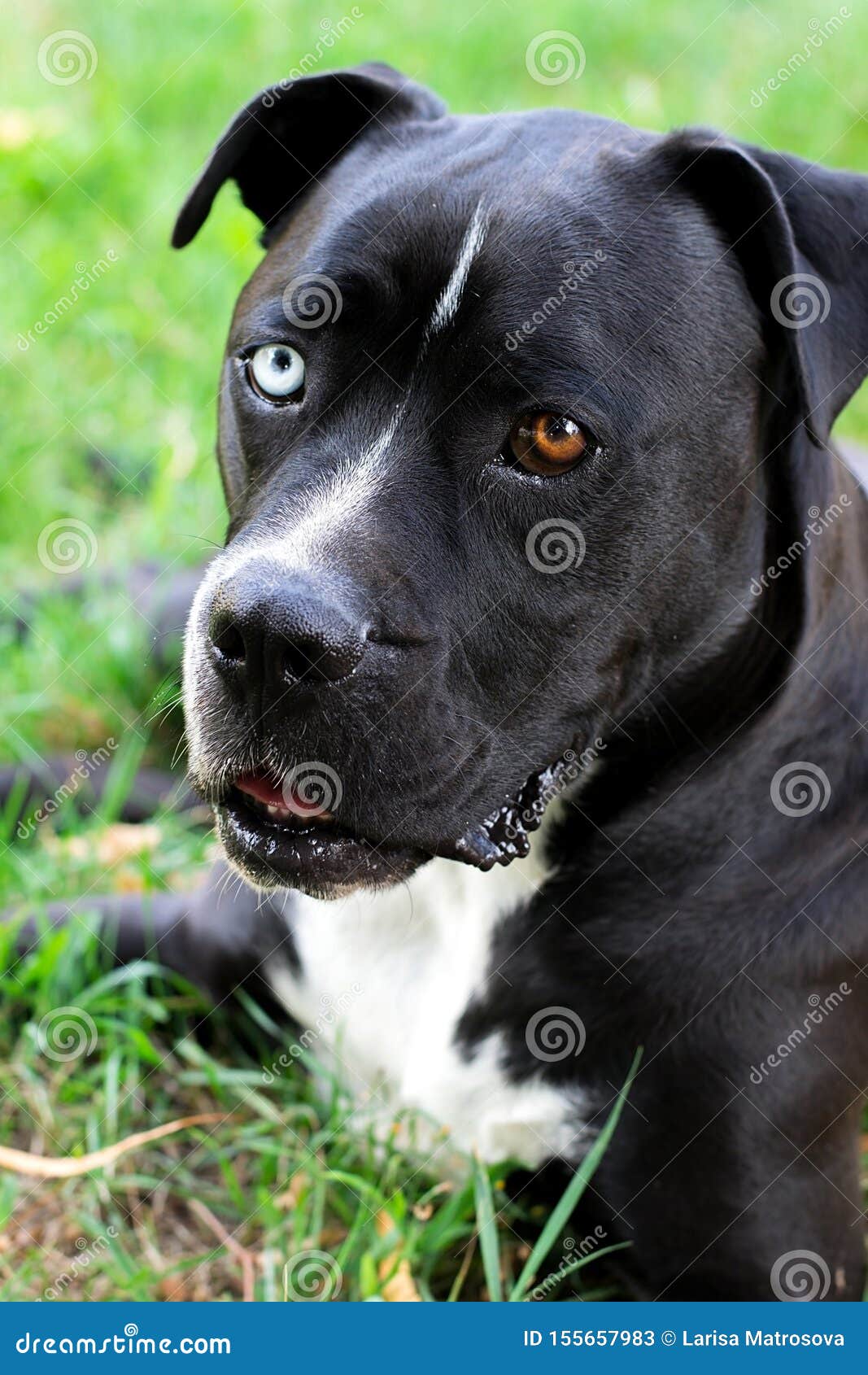 Closeup Of Black And White American Staffordshire Terrier
