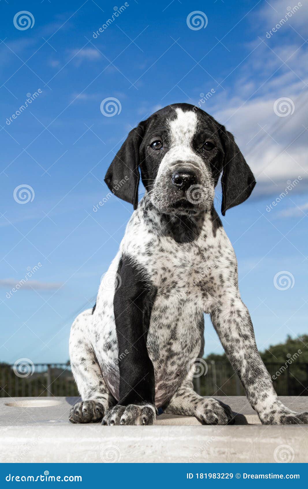 Close-up Black and White German Shorthaired Pointer Puppy Dog Stock Image -  Image of background, nature: 181983229