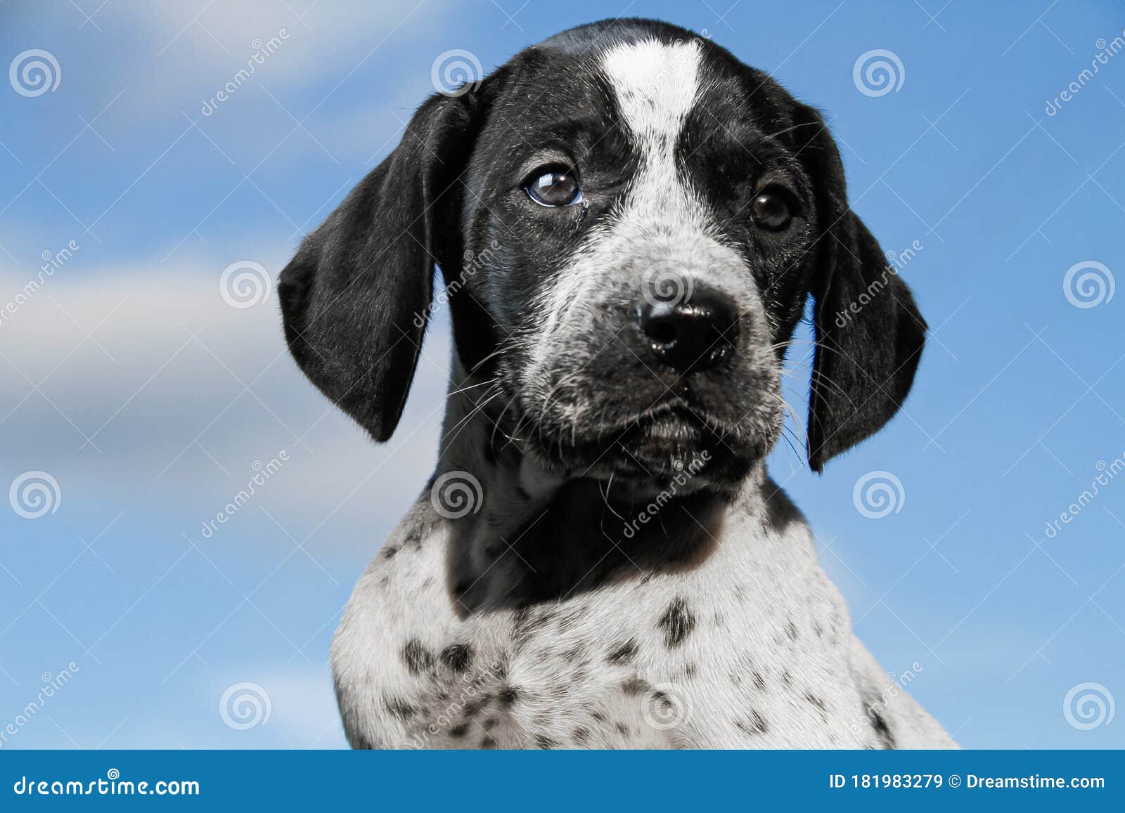 Close Up Black And White German Shorthaired Pointer Puppy Dog Stock Image Image Of Lovely Pedigree 181983279