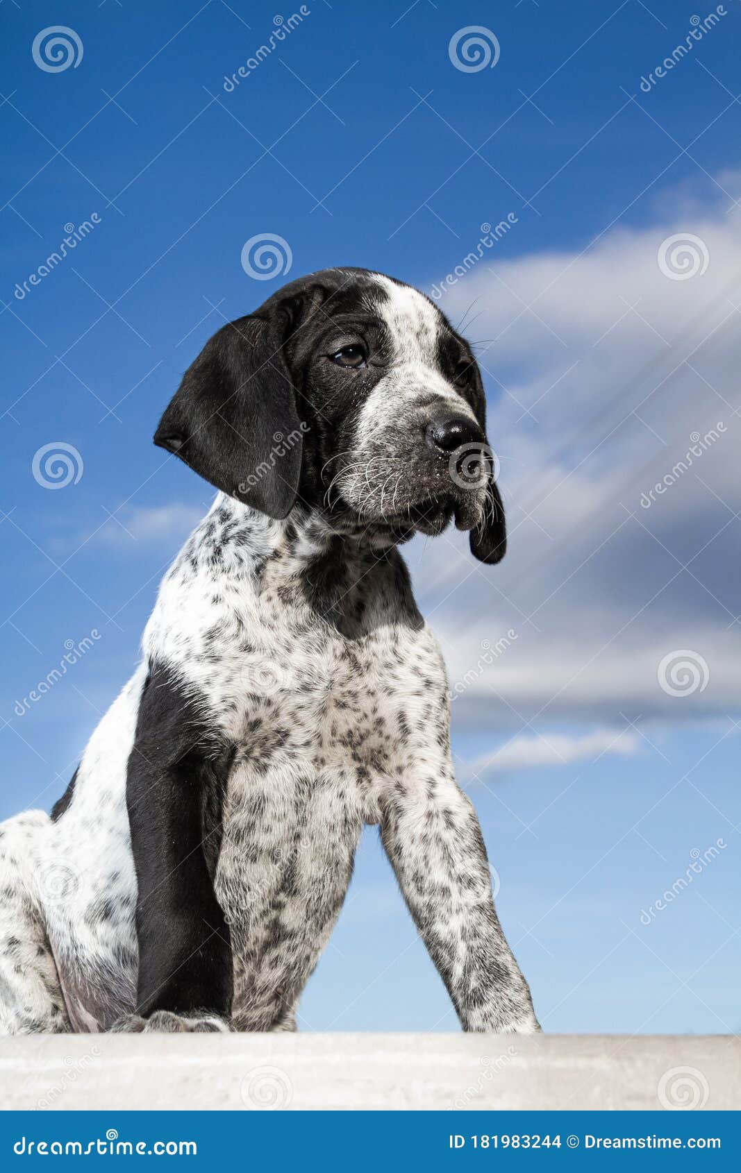 Close Up Black And White German Shorthaired Pointer Puppy Dog Stock Photo Image Of Doggy Mammal 181983244