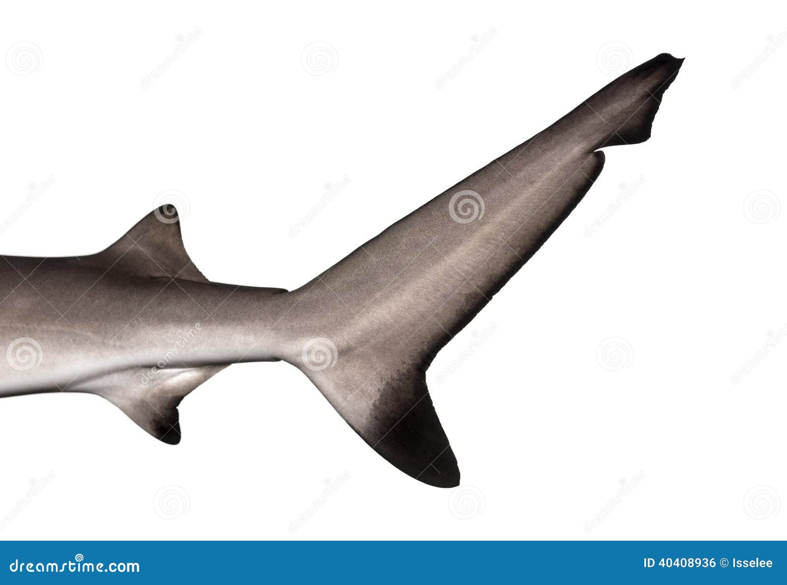 close-up of a blacktip reef shark's caudal fin