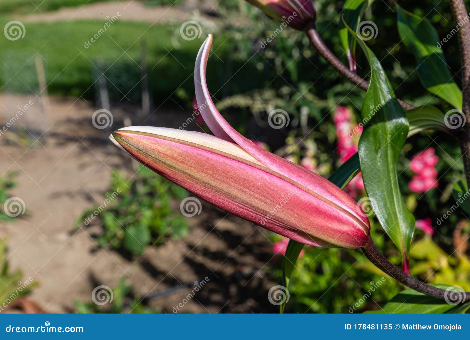 Flowers and Flora from Wanaka New Zealand; Bloom of Lily, Pink Flower ...