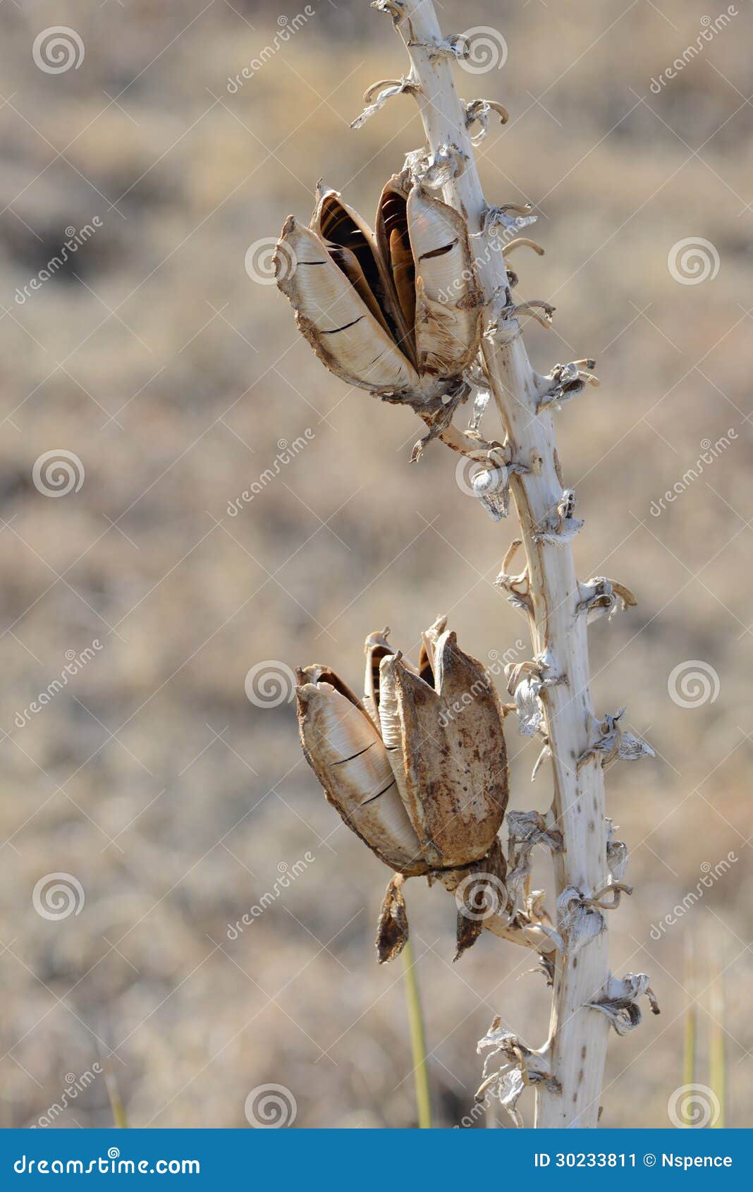 Close Up of a Blooming Yucca Plant with Seeds Stock Image Image of seeds, white 30233811