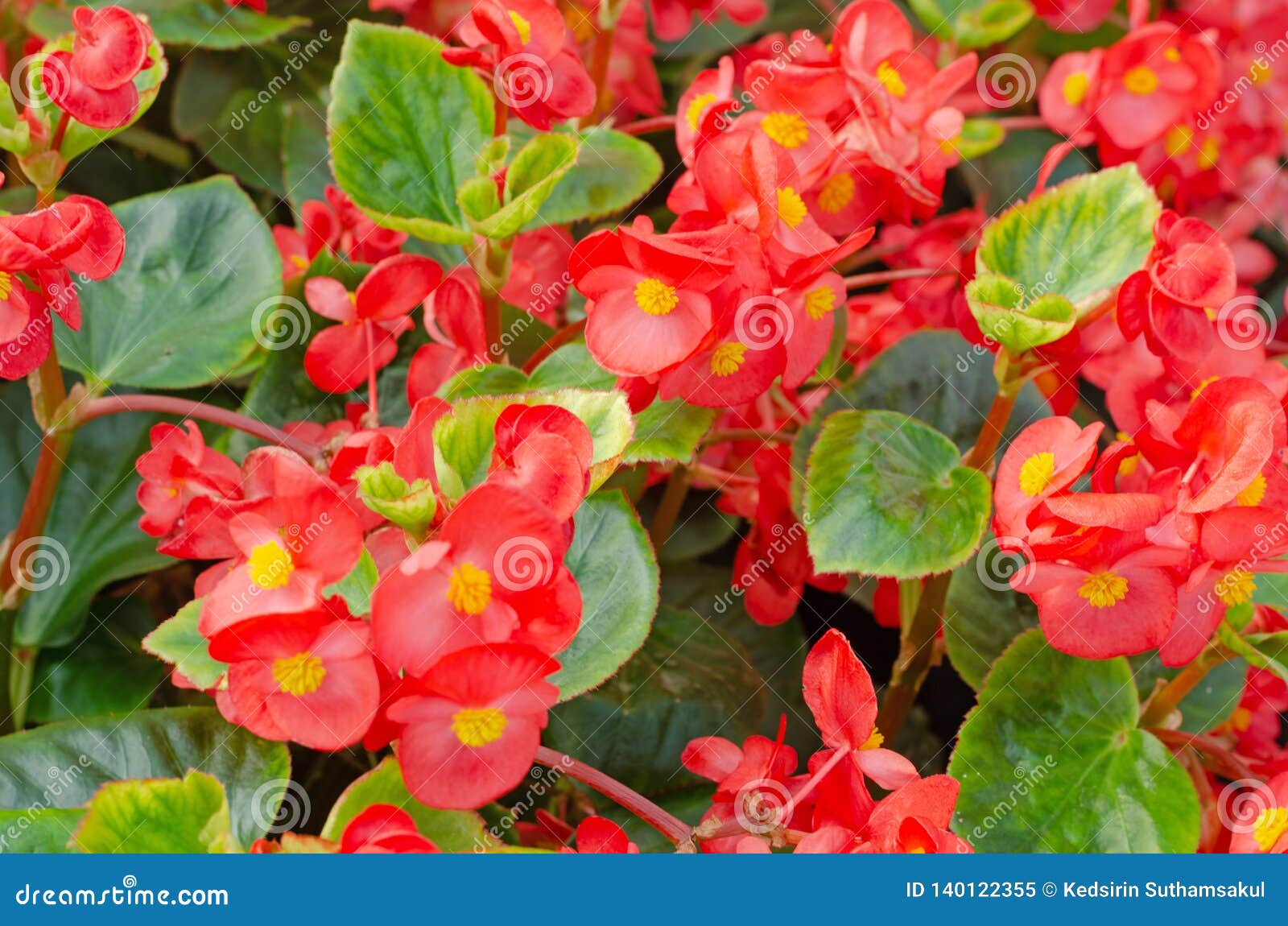 wax begonia uses wax begonia uses