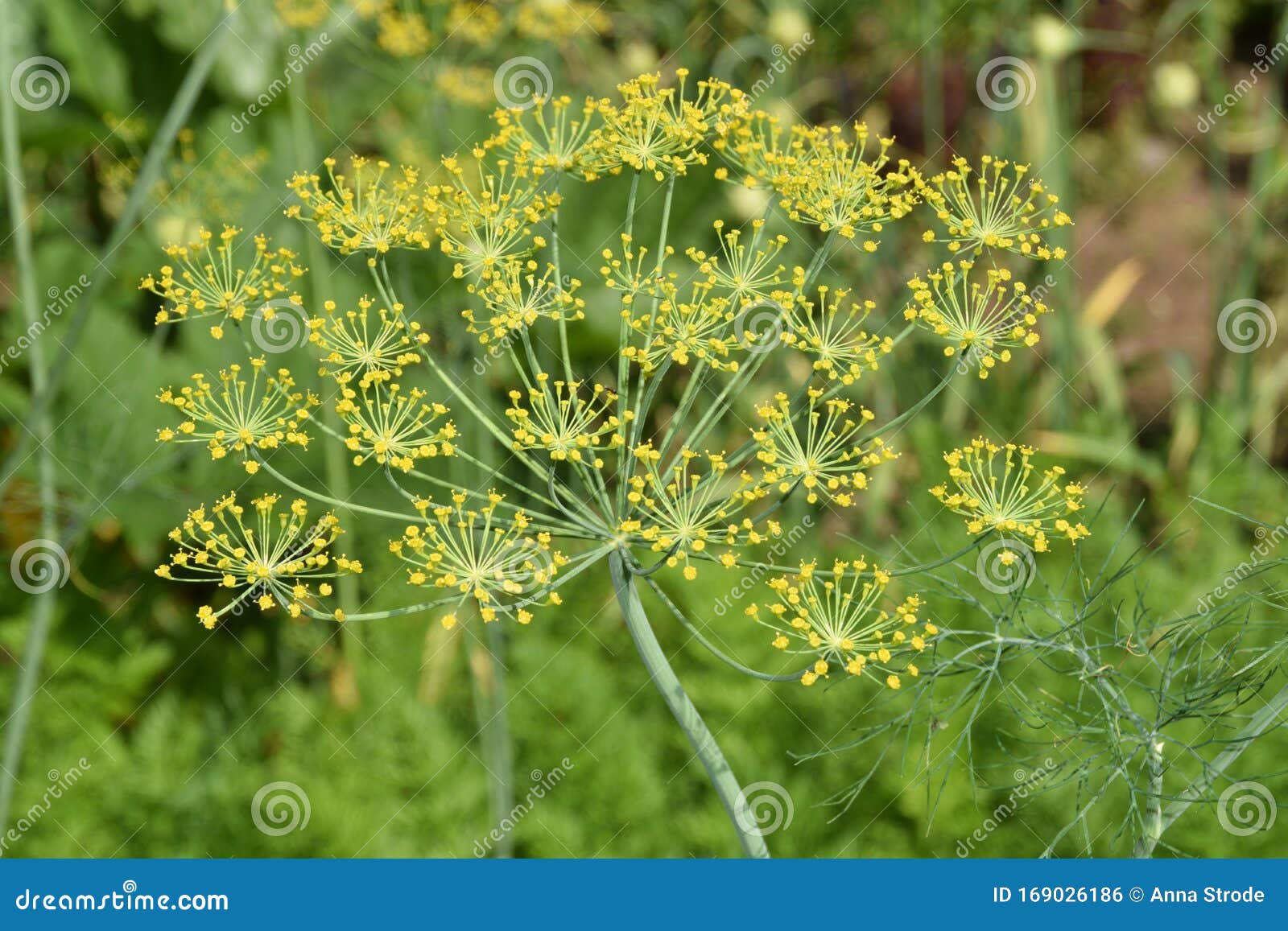 Dill Umbrellas With Seeds Growing In Herb Garden Stock Photo