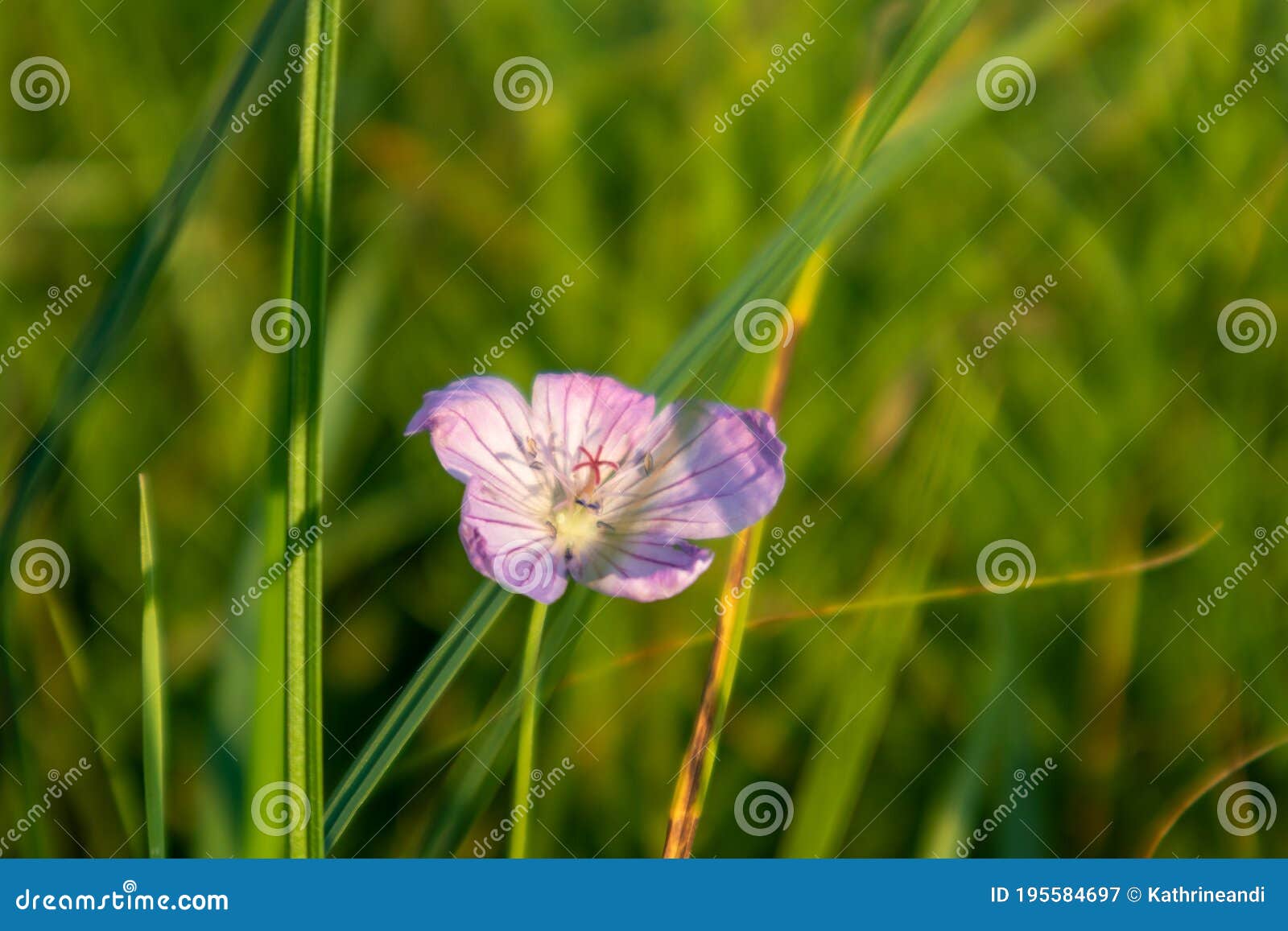close-up of blooming purple oxalis oregana flower