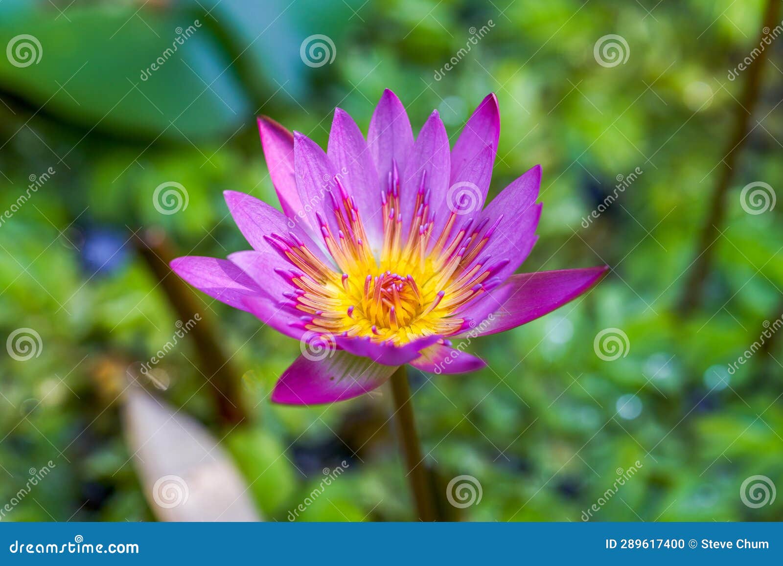 Closeup of a Blooming Water Lily Stock Photo Image of plants