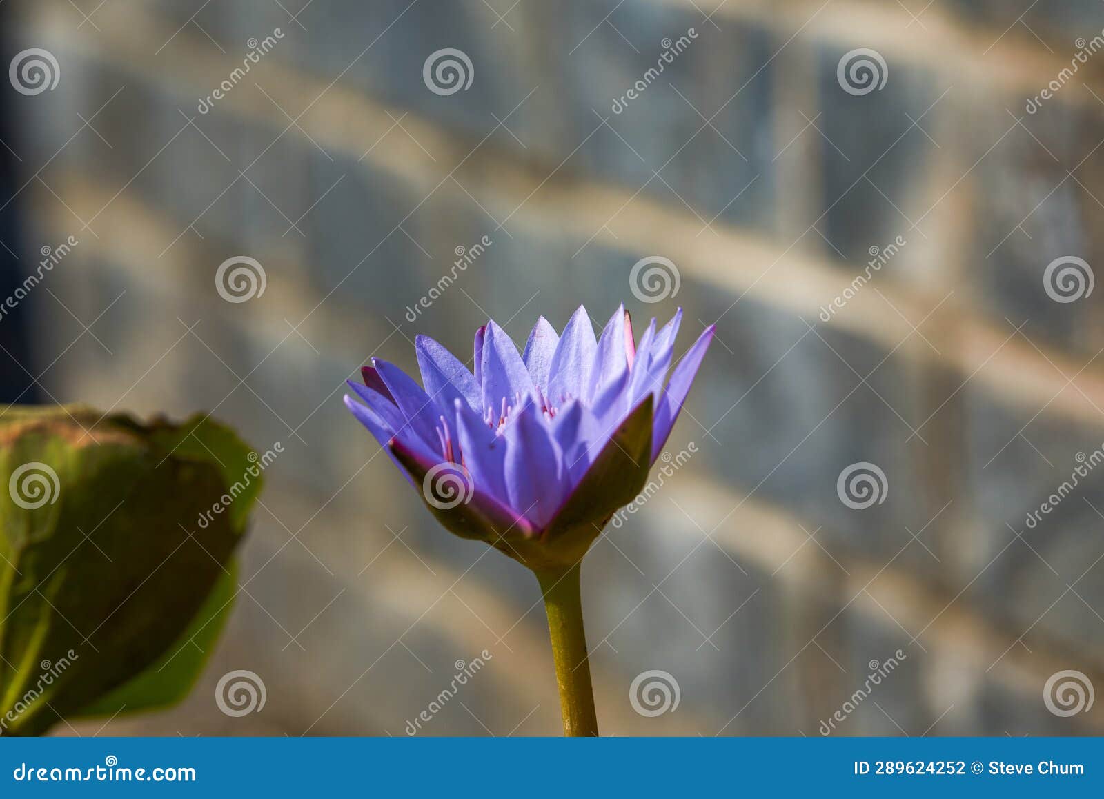 Closeup of a Blooming Water Lily Stock Photo Image of yellow, lily