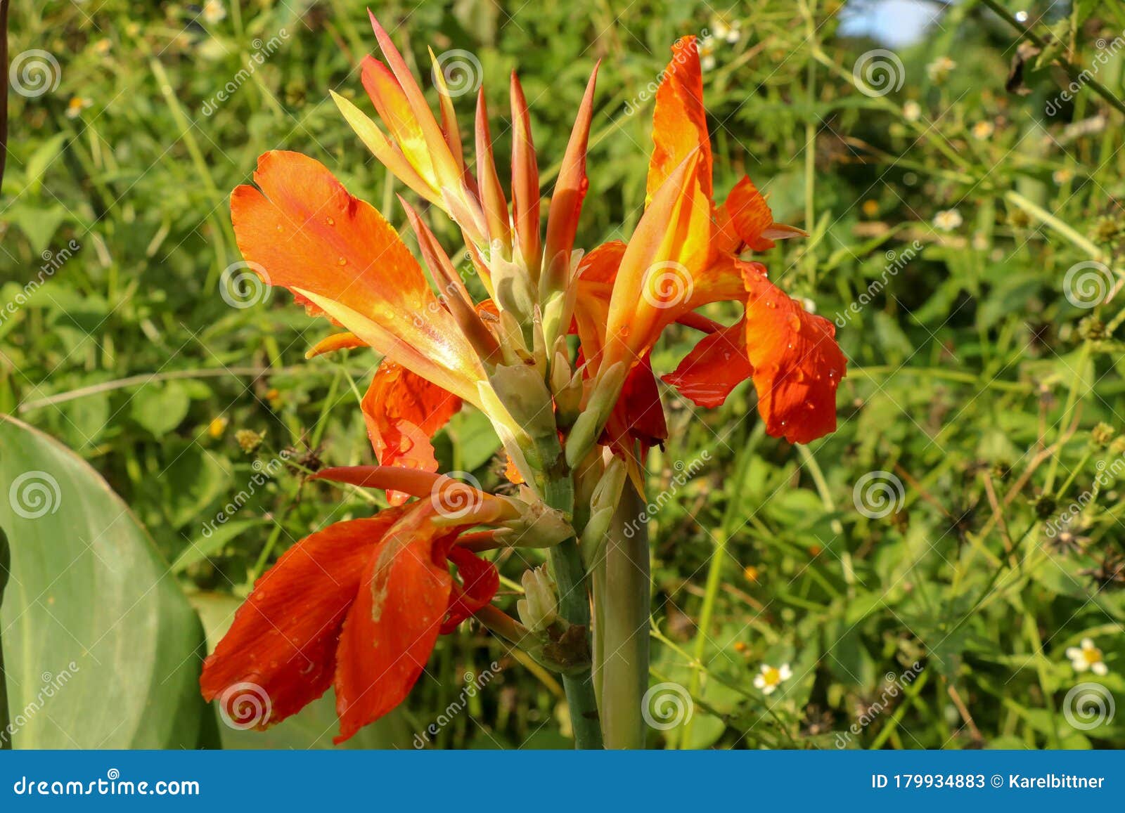 Close Up Of Blossoming Flowers Canna With Buds And Leaves Growing Indian Shot In Orange At The Garden Bautiful African Arrowroot Stock Image Image Of Botany Head 179934883