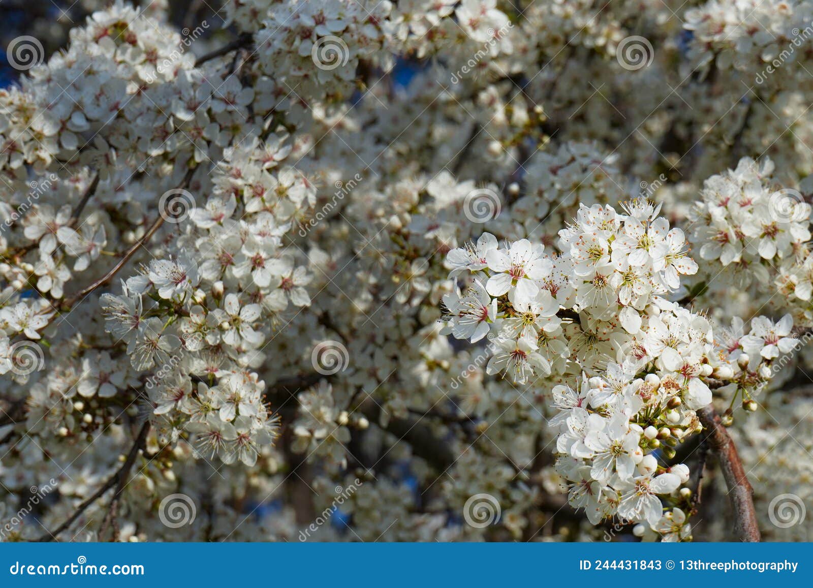 Bright Fruit Tree Blossoms on a Tree in the Spring Stock Image Image