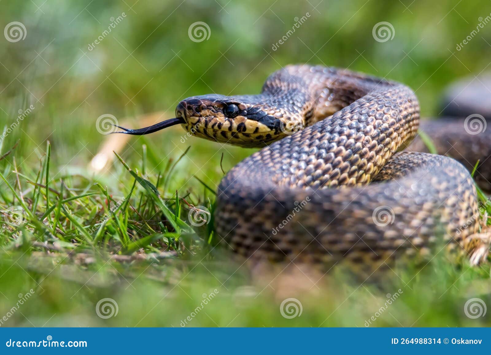 close-up of blotched snake or elaphe sauromates showing its tongue