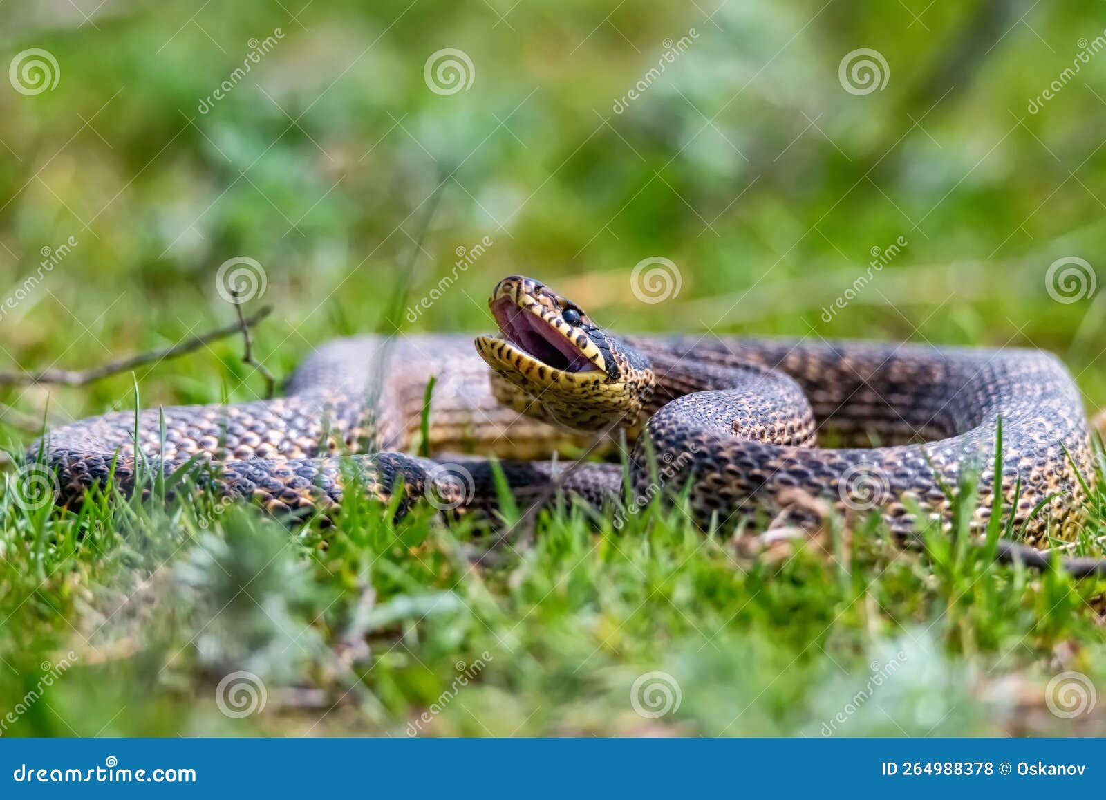 close-up of blotched snake or elaphe sauromates strikes